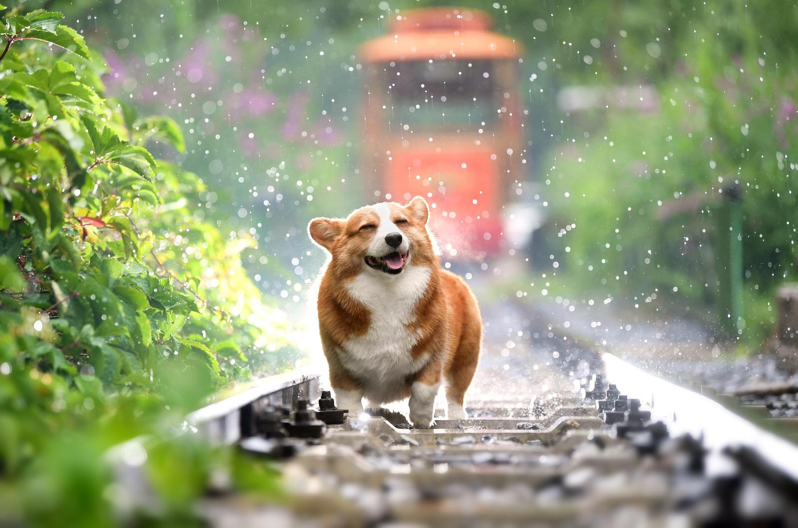 Joyful Corgi on Train Tracks Wall Art