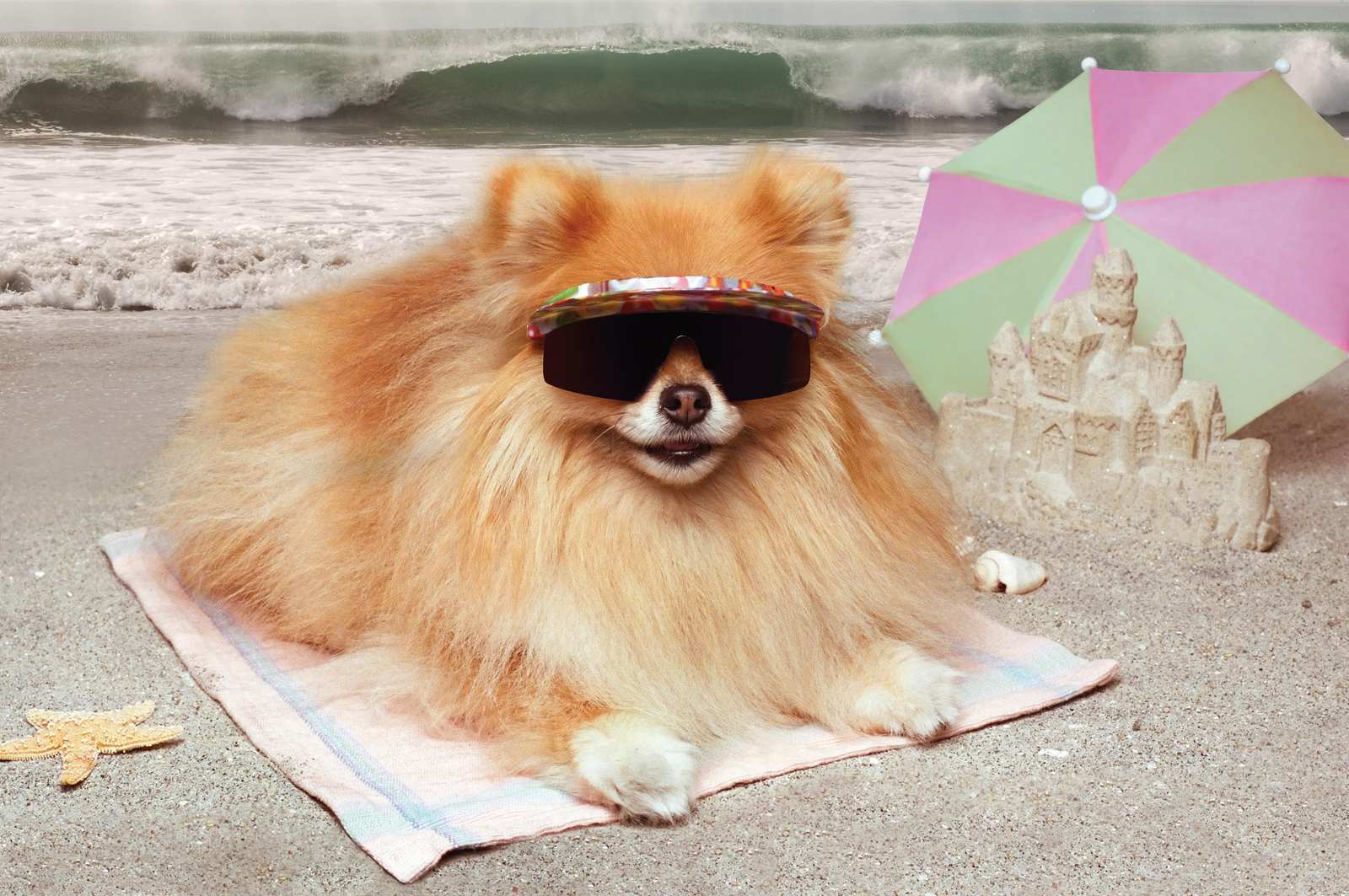 Cool Dog Beach Vibes Wall Art