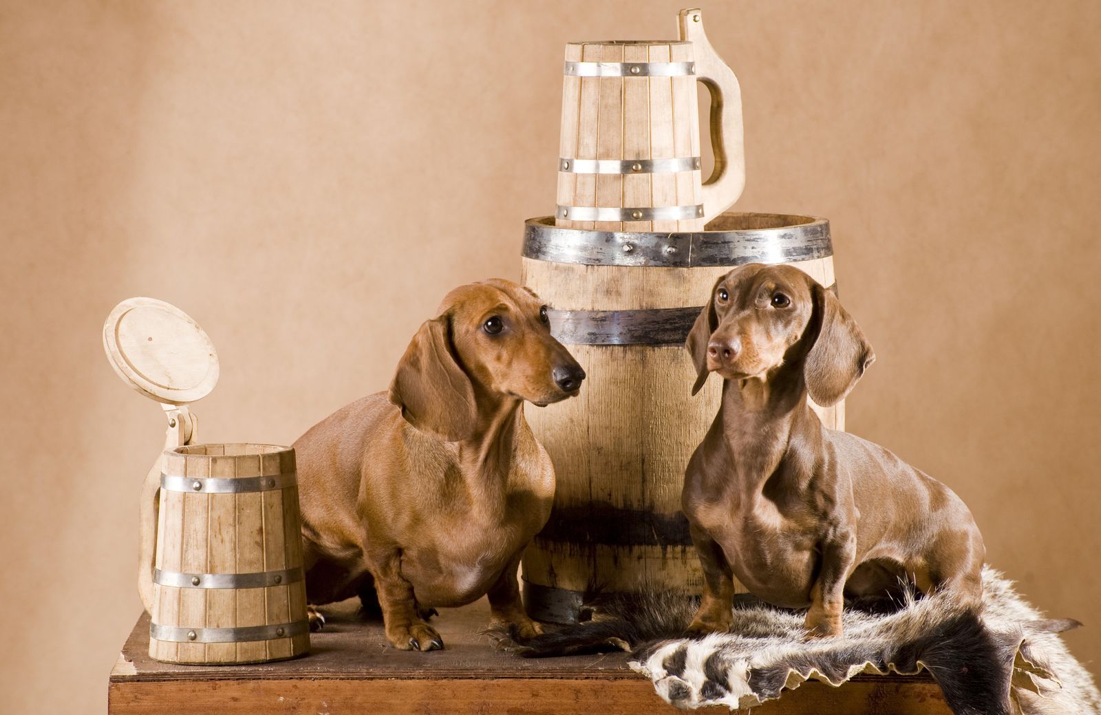 Charming Dachshunds with Beer Mugs Wall Art