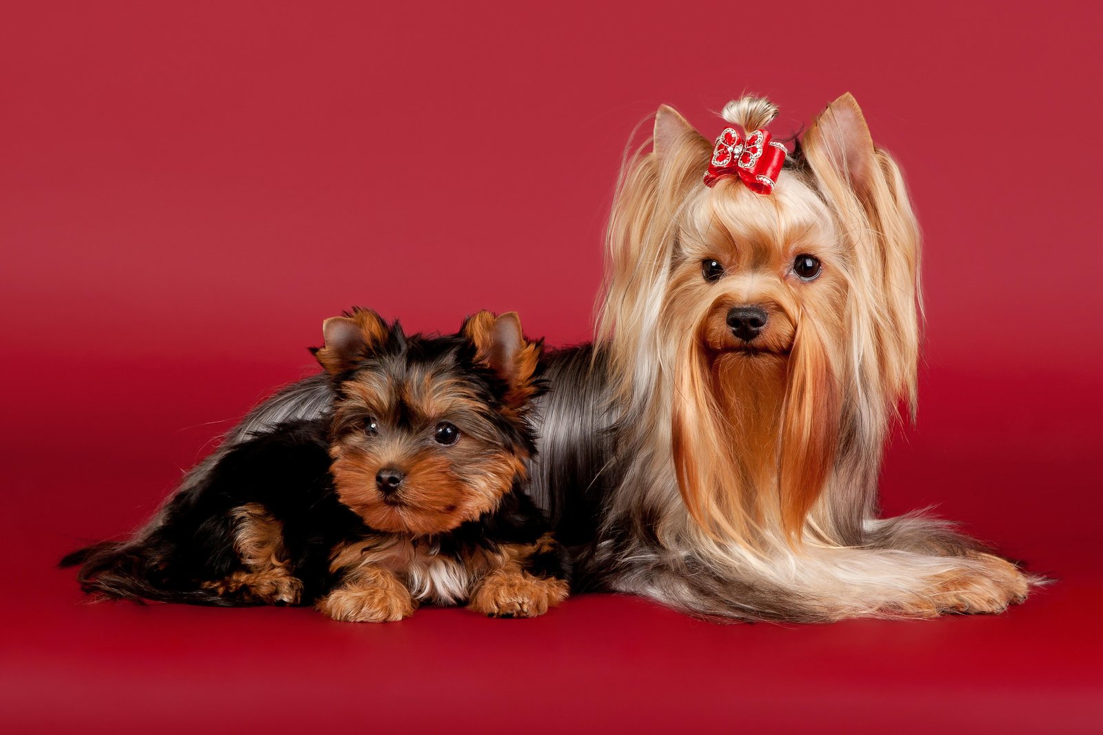 Adorable Yorkshire Terriers Wall Art - Dog Art
