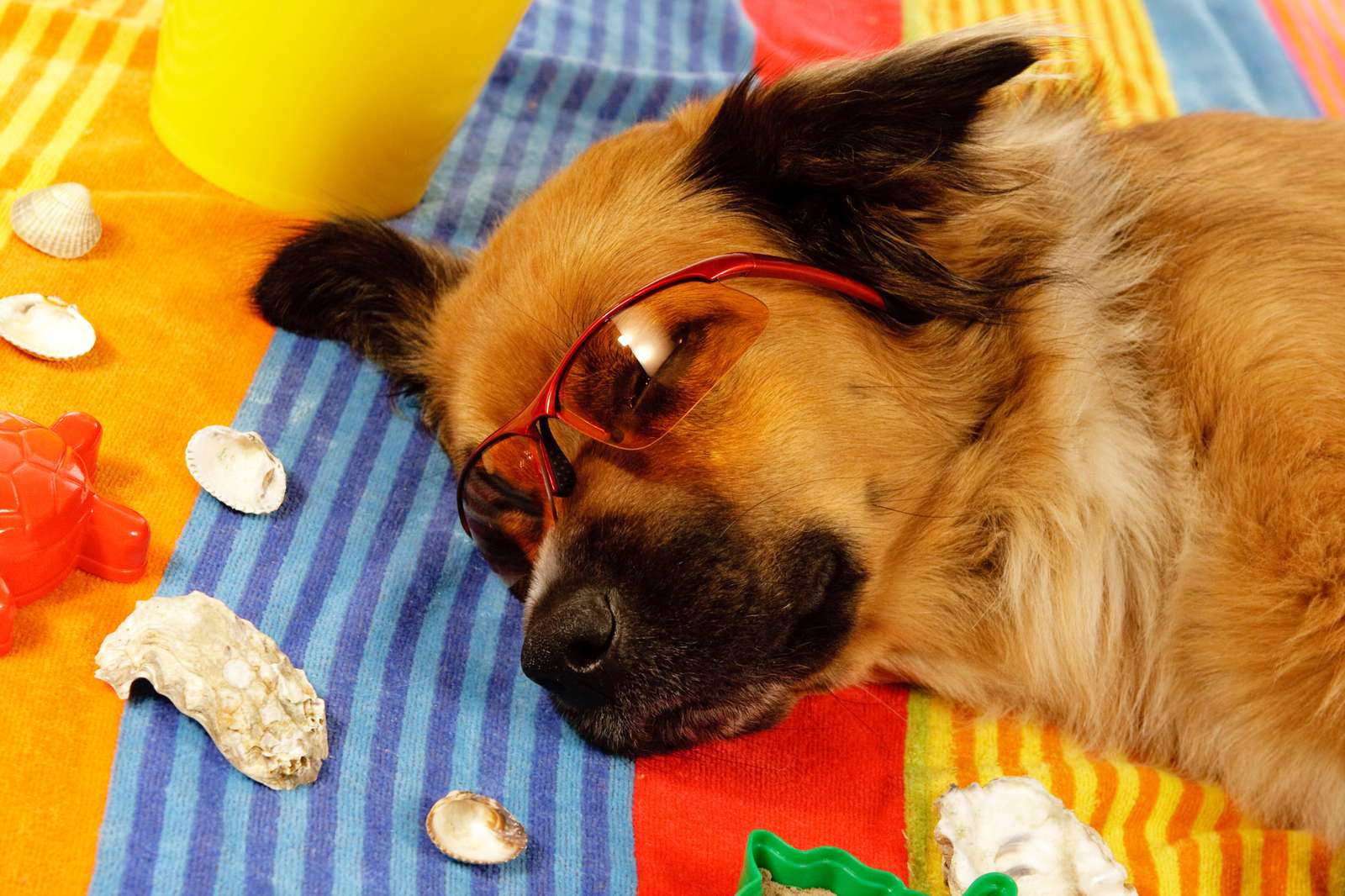 Cool Dog Beach Vibes Wall Art
