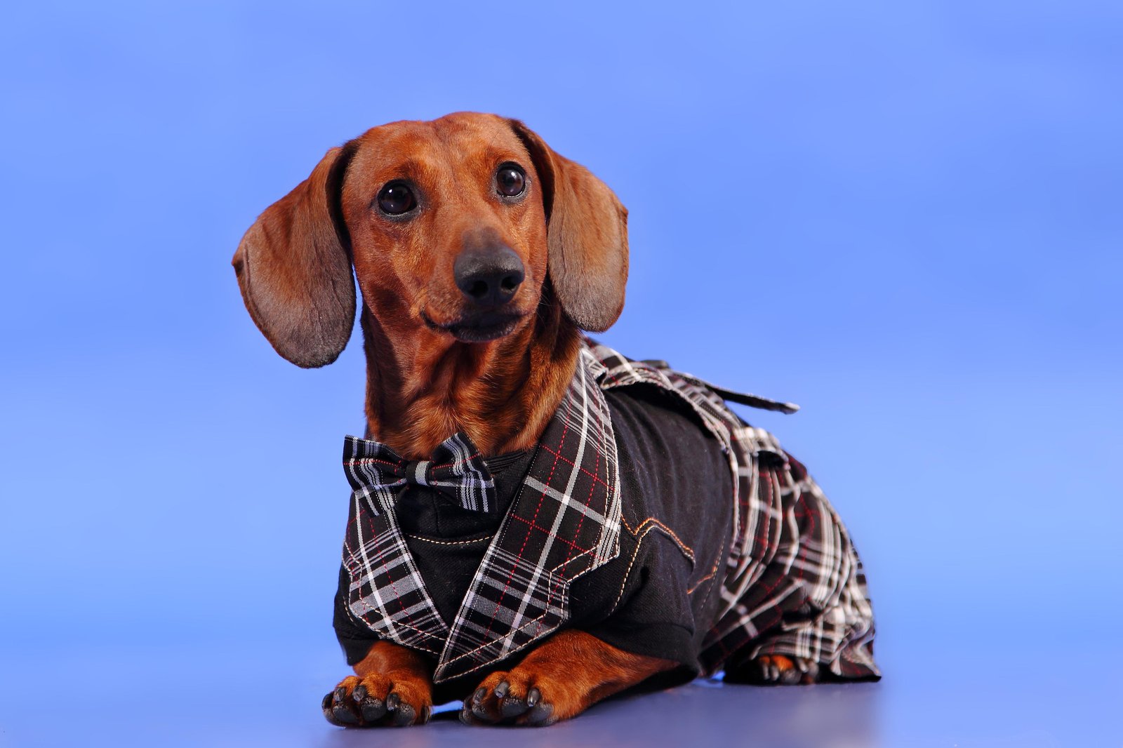 Dapper Dachshund in Plaid Tuxedo Wall Art