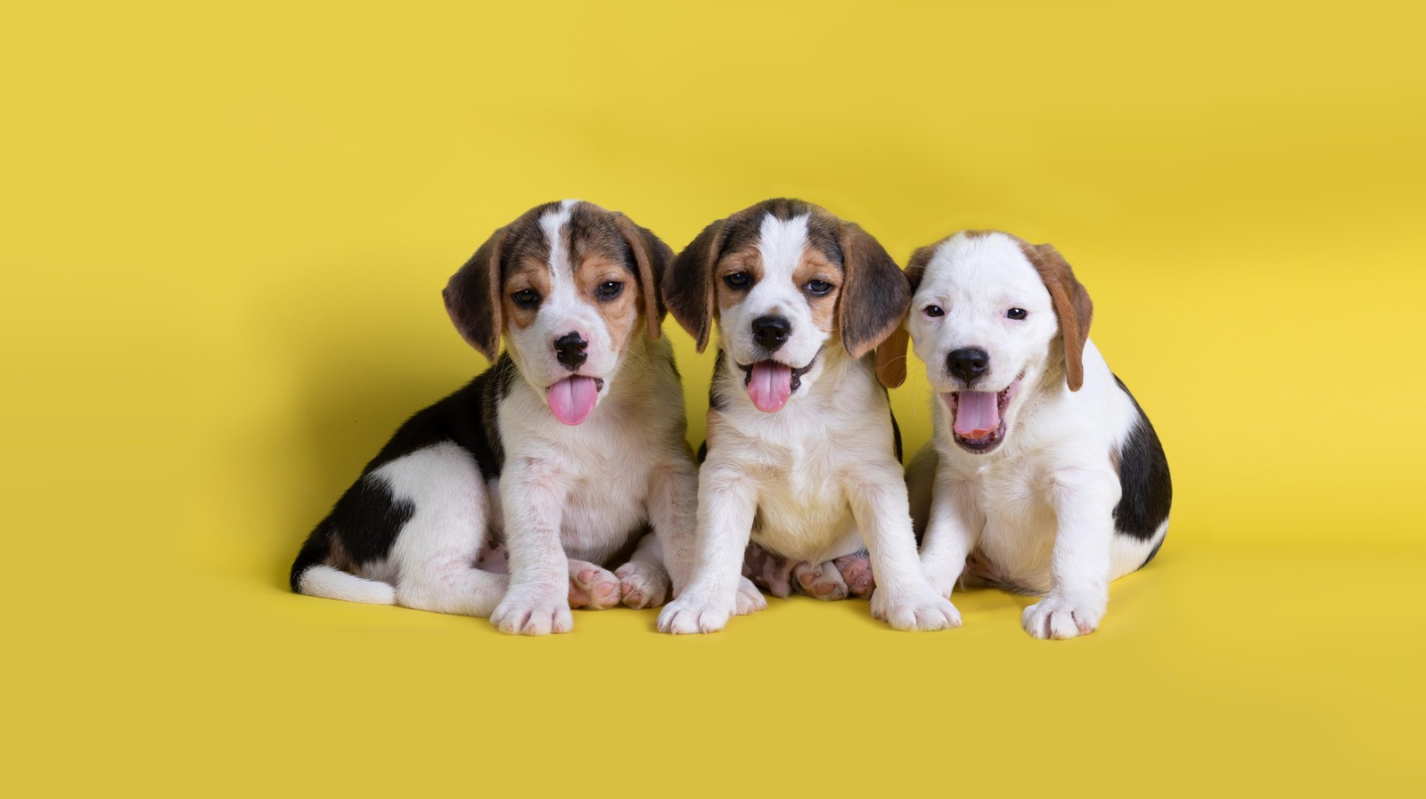 Adorable Beagle Puppies Trio Wall Art