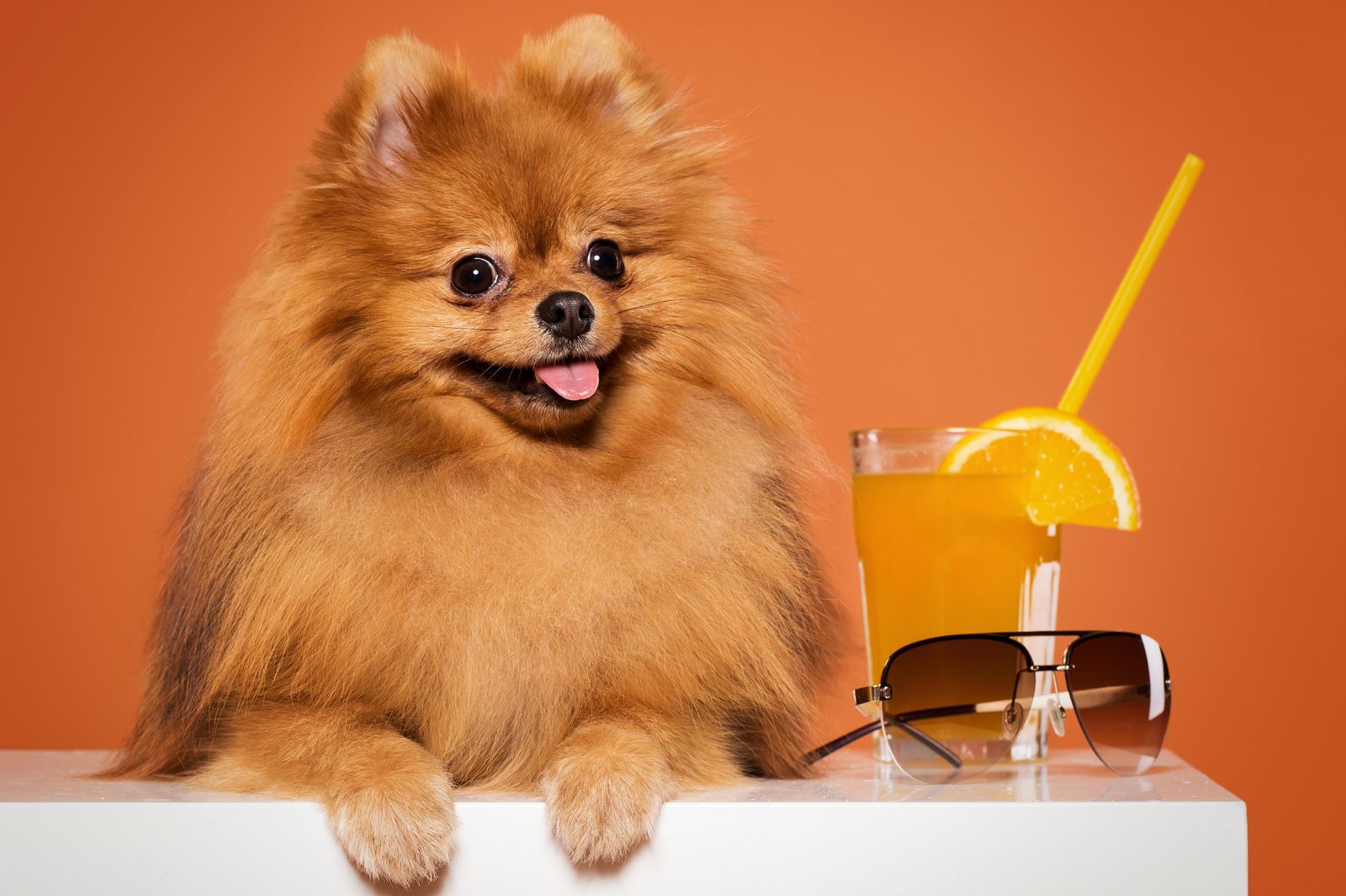 Chic Pomeranian with Orange Juice Wall Art