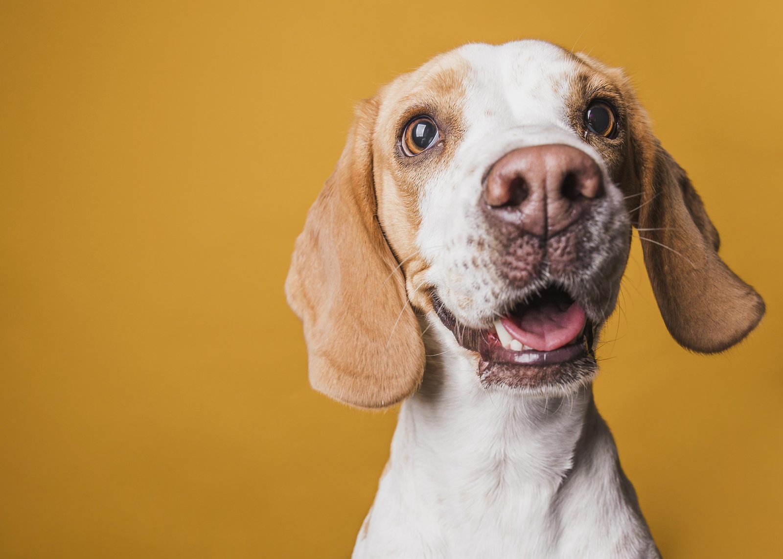 Happy Beagle Portrait Wall Art