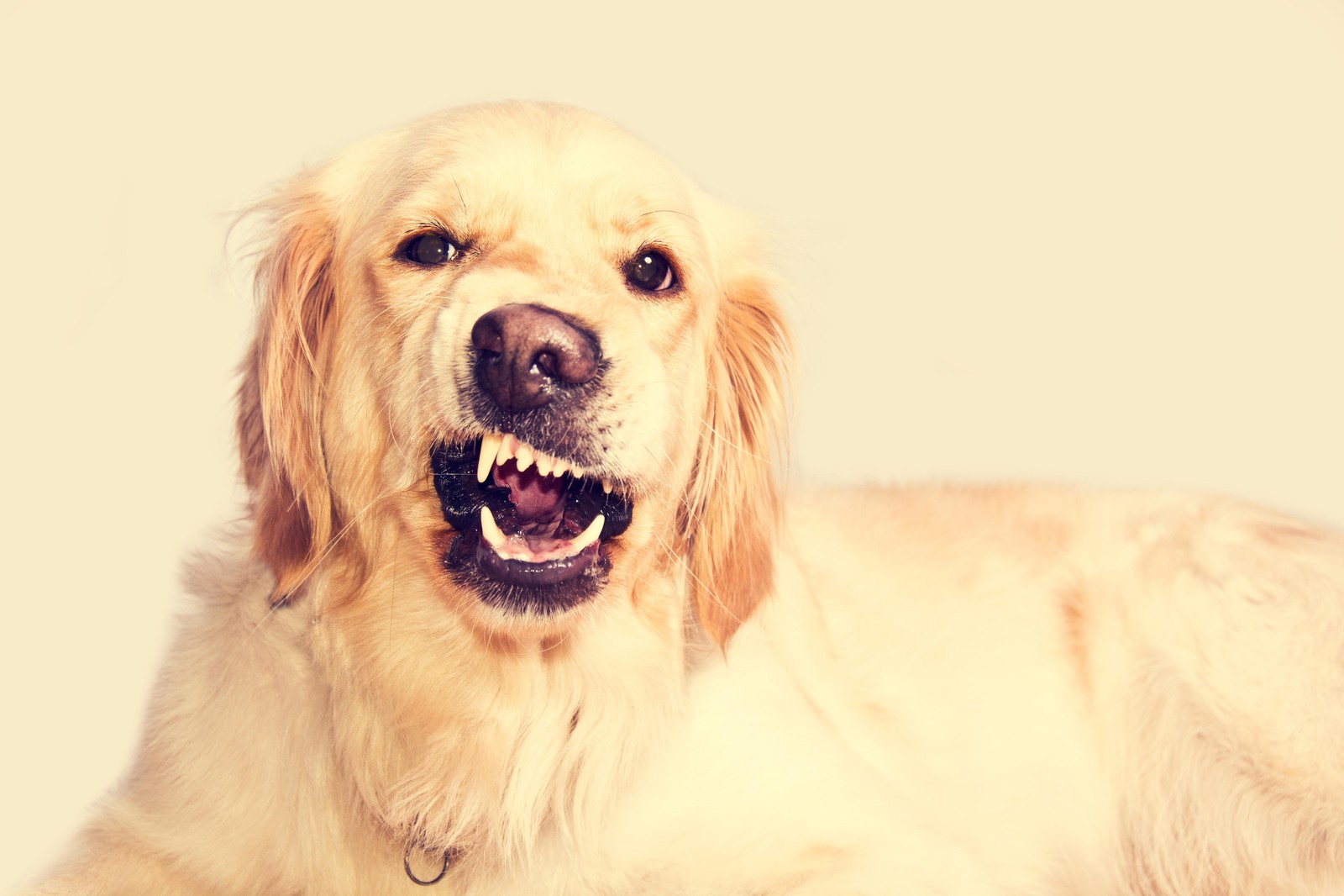 Grumpy Golden Retriever Funny Dog Wall Art