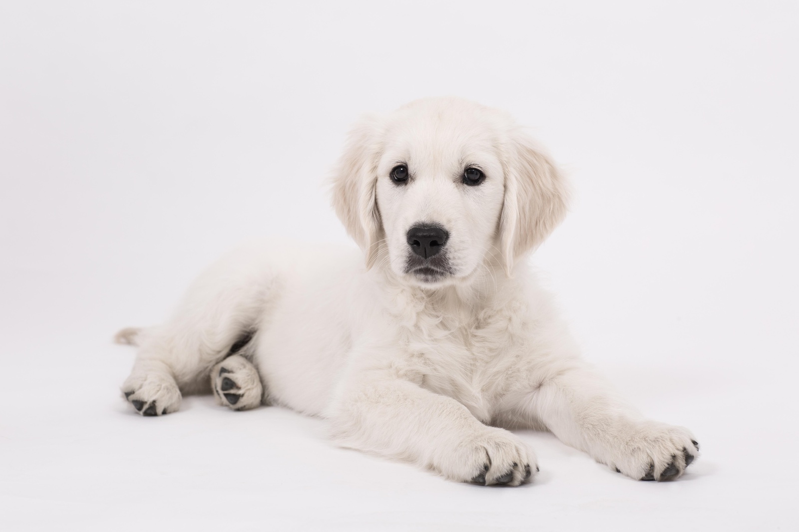 Adorable Golden Retriever Puppy Wall Art