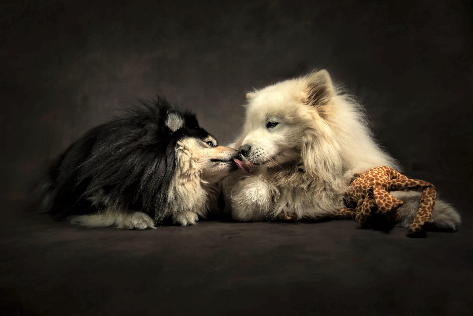 Tender Moment: Two Dogs Best Friends Wall Art