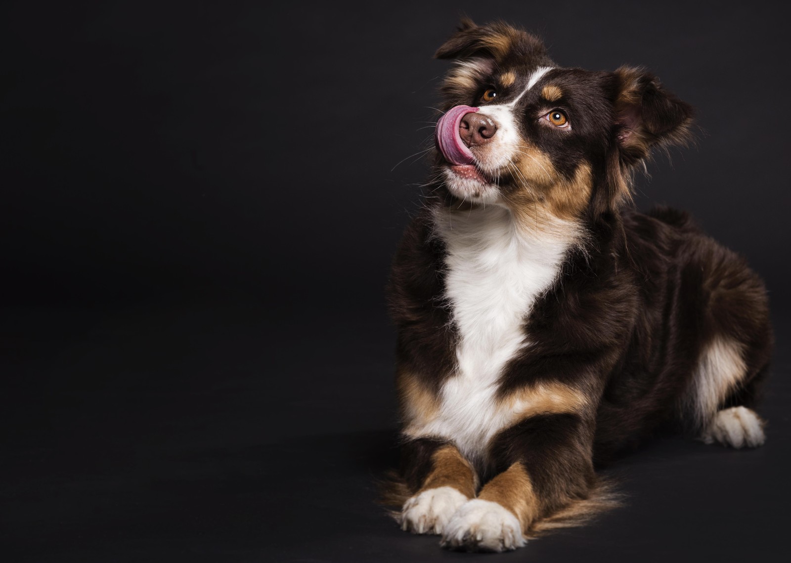 Playful Aussie Licking Dog Portrait Wall Art