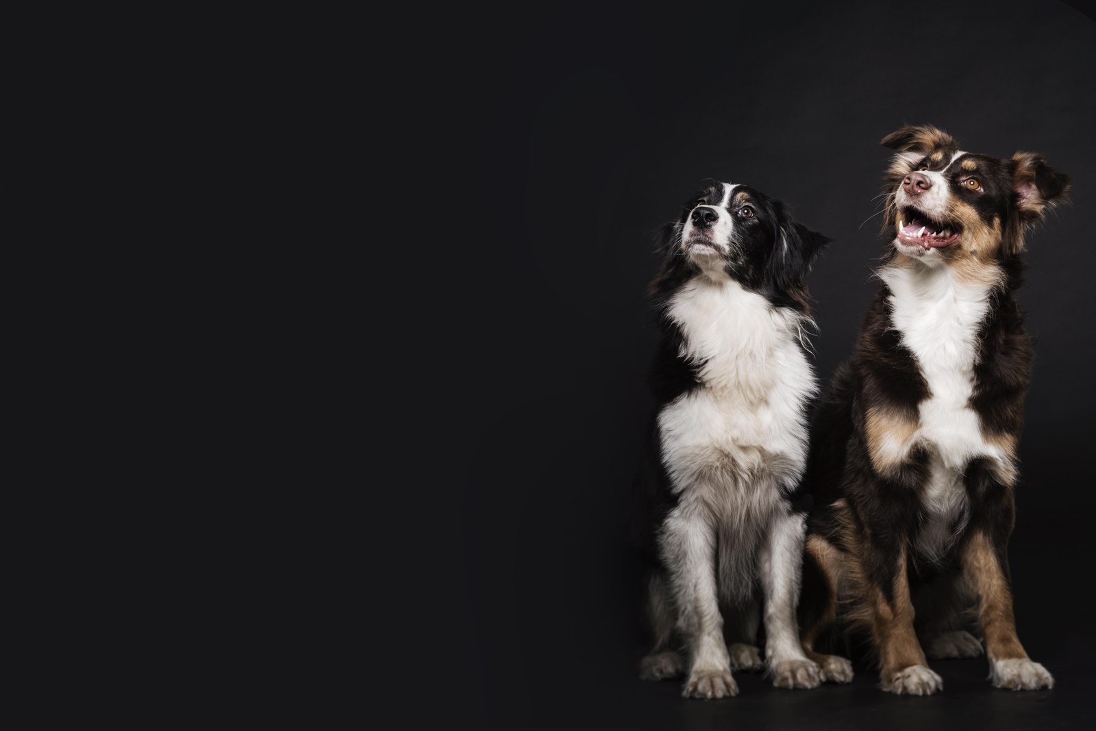 Loyal Companions Australian Shepherd Wall Art