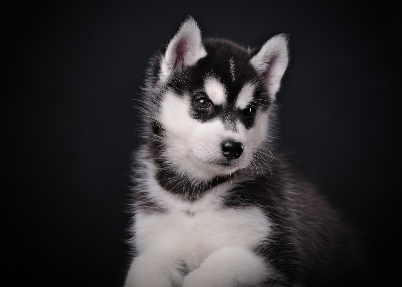 Adorable Husky Puppy Portrait Wall Art