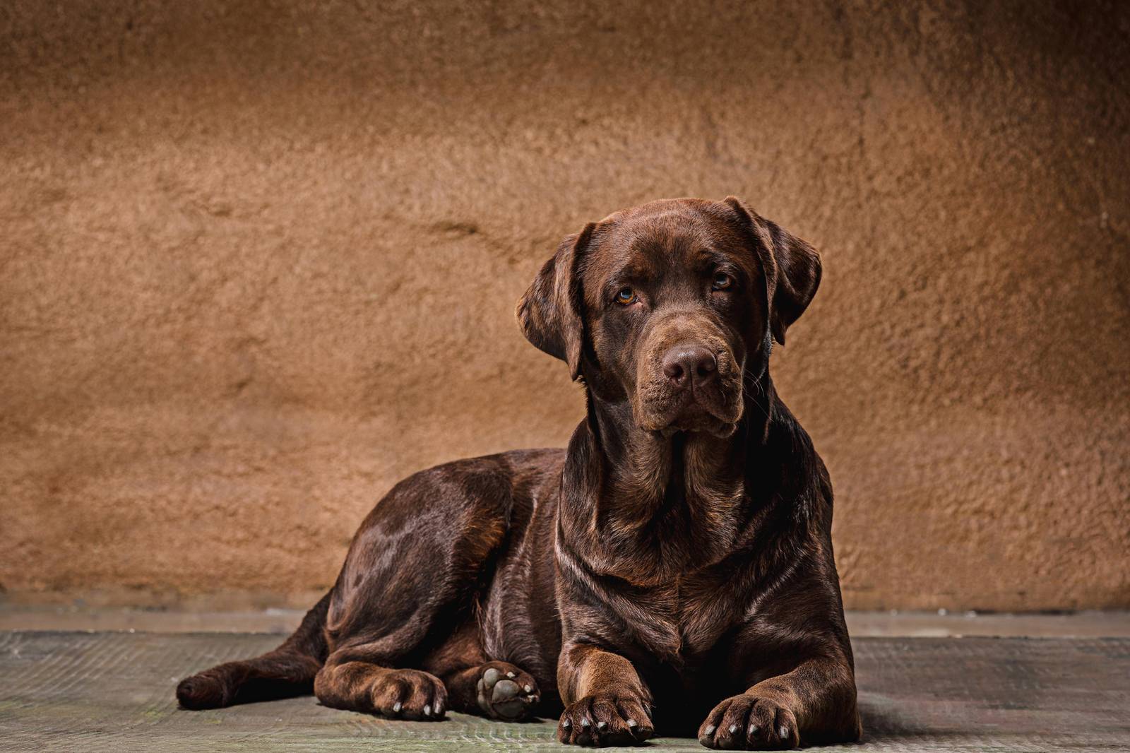 Chocolate Lab Portrait Rustic Warmth Wall Art