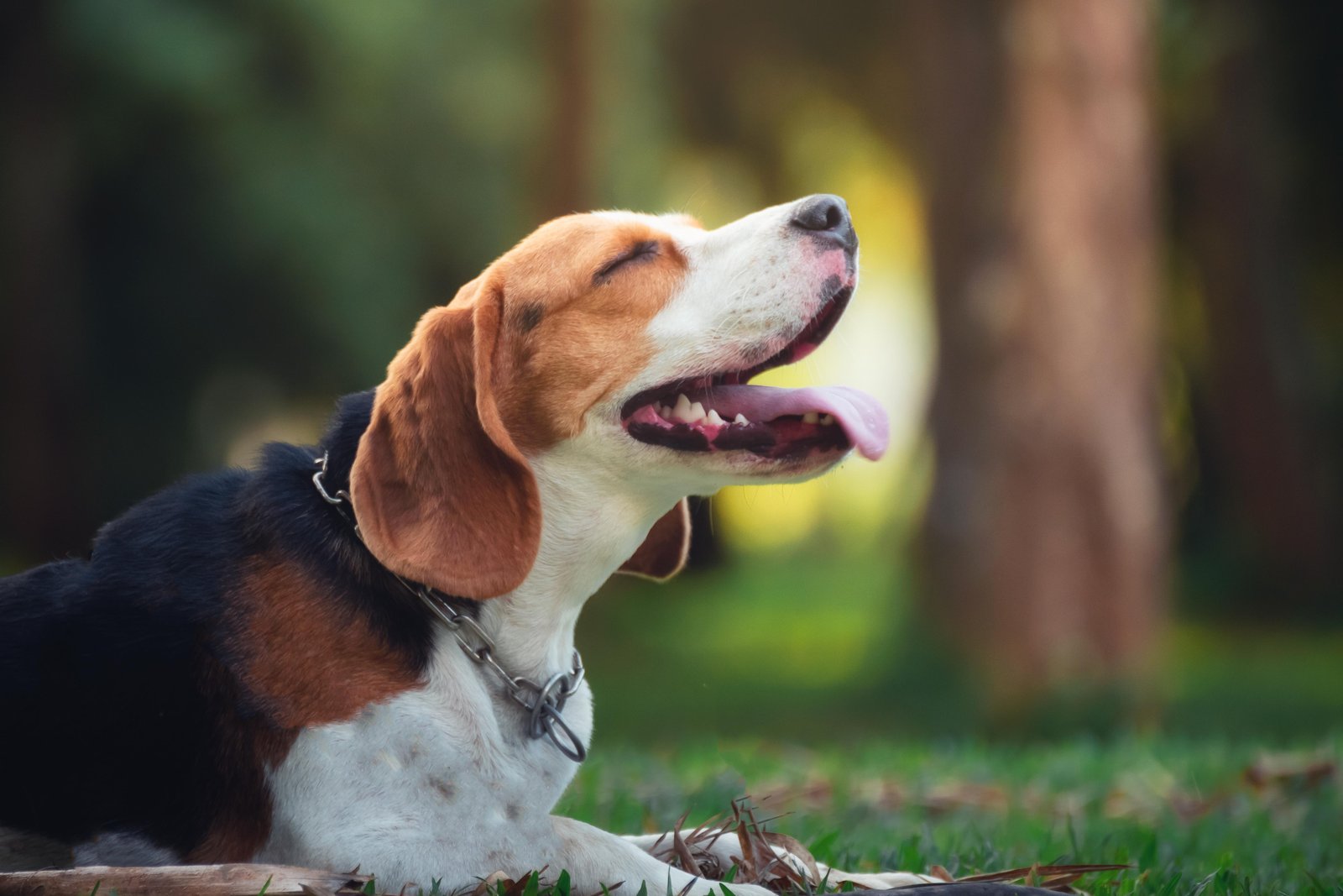 Joyful Beagle Outdoor Bliss Wall Art