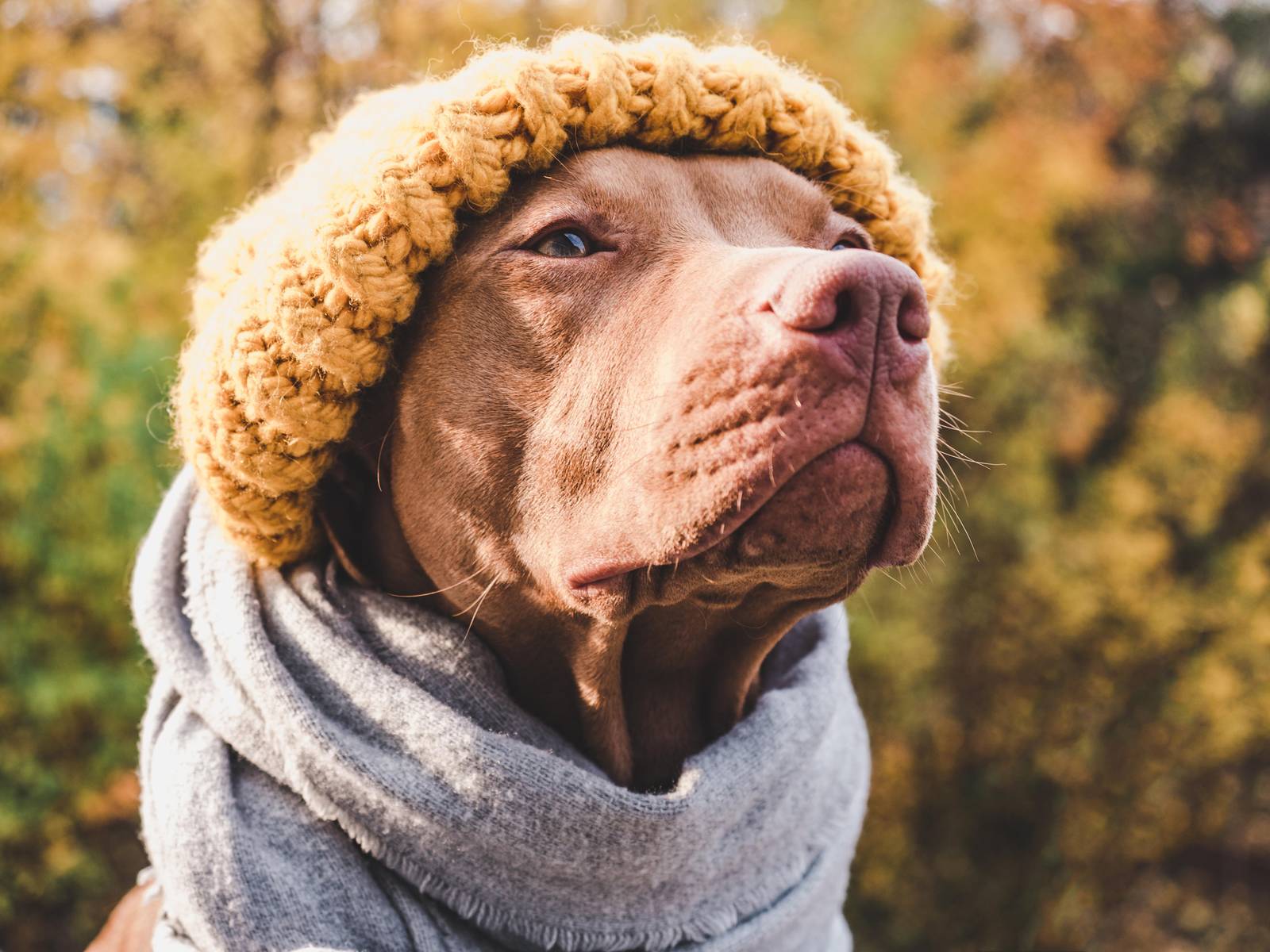Cozy Dog Autumn Style Wall Art