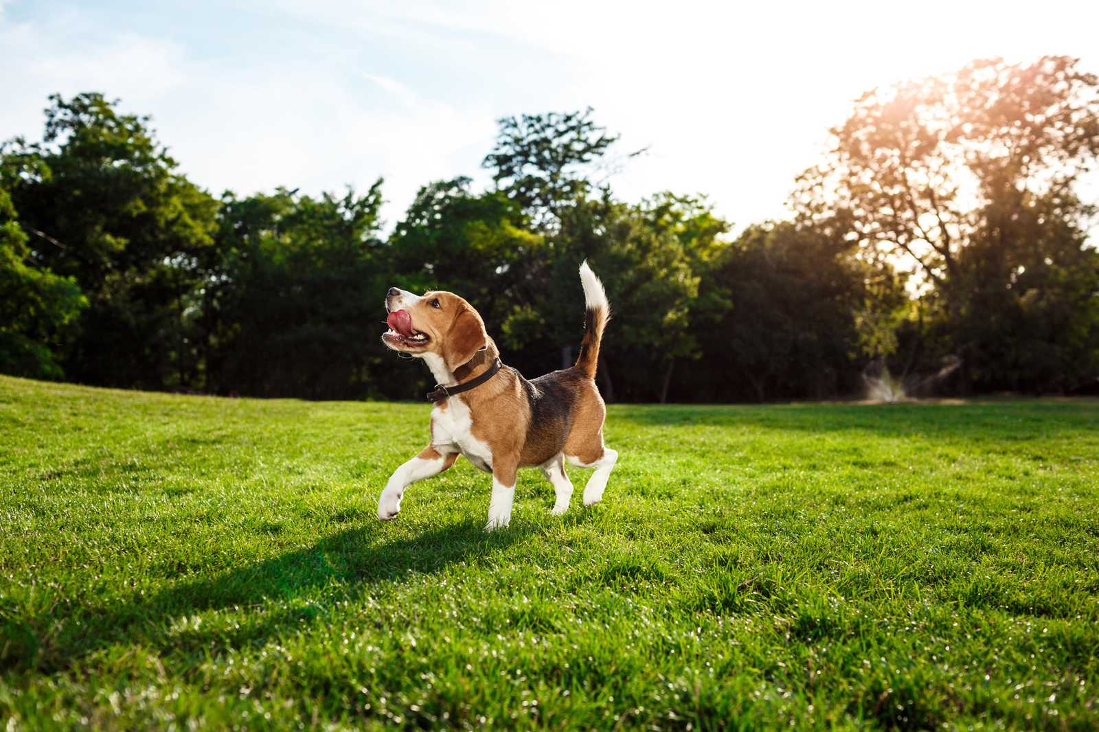 Joyful Beagle Running in Park Wall Art