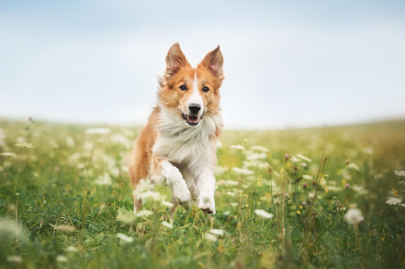 Joyful Border Collie Field Run Wall Art