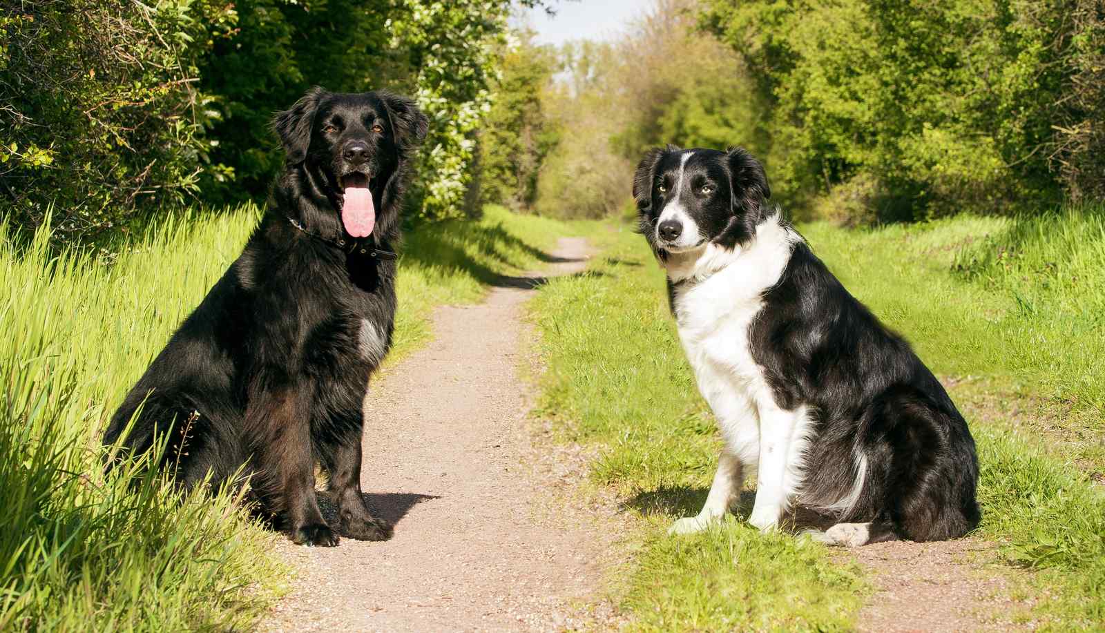 Loyal Companions: Dog Duo Nature Wall Art