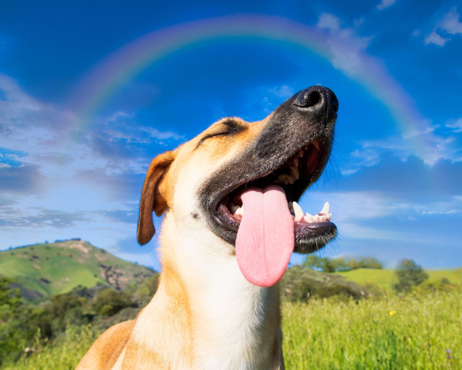 Joyful Dog Rainbow Bliss Wall Art