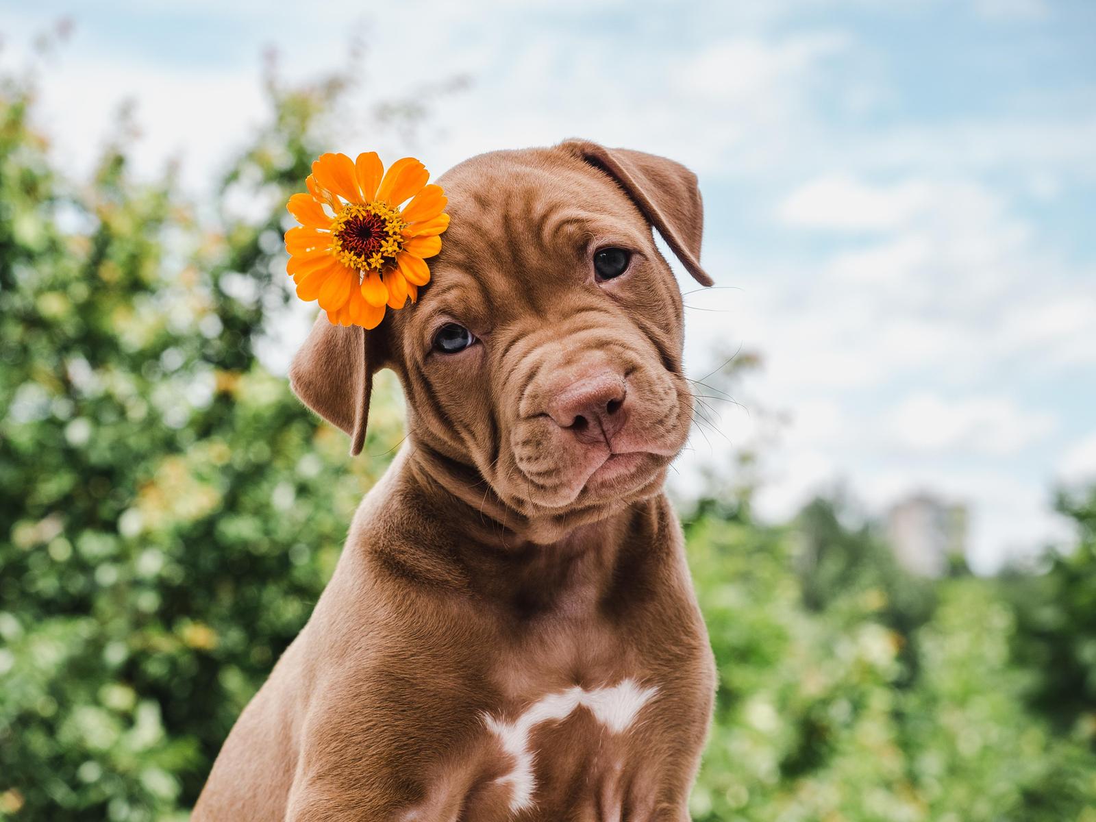 Adorable Puppy with Flower Wall Art