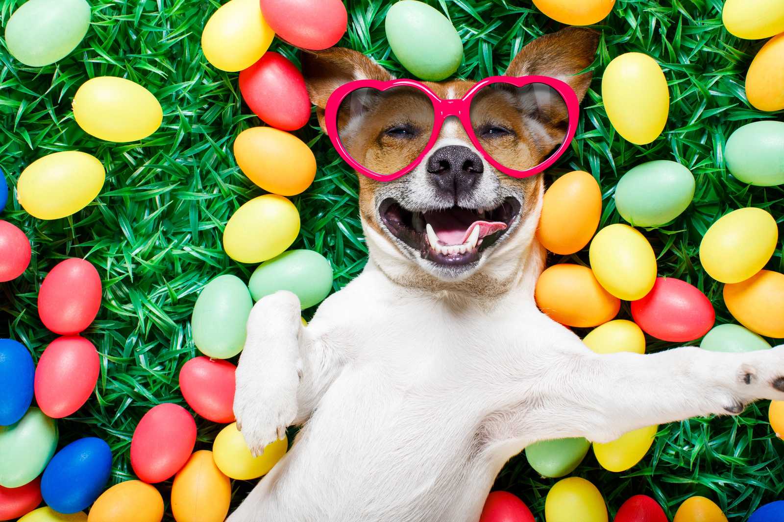 Happy Easter Dog Heart Sunglasses Wall Art