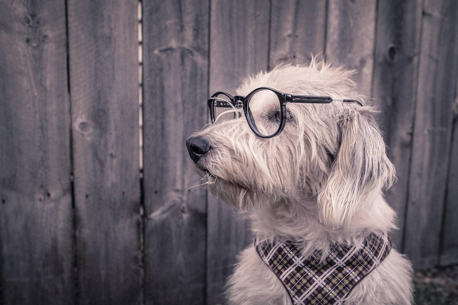 Whimsical Dog with Glasses Wall Art