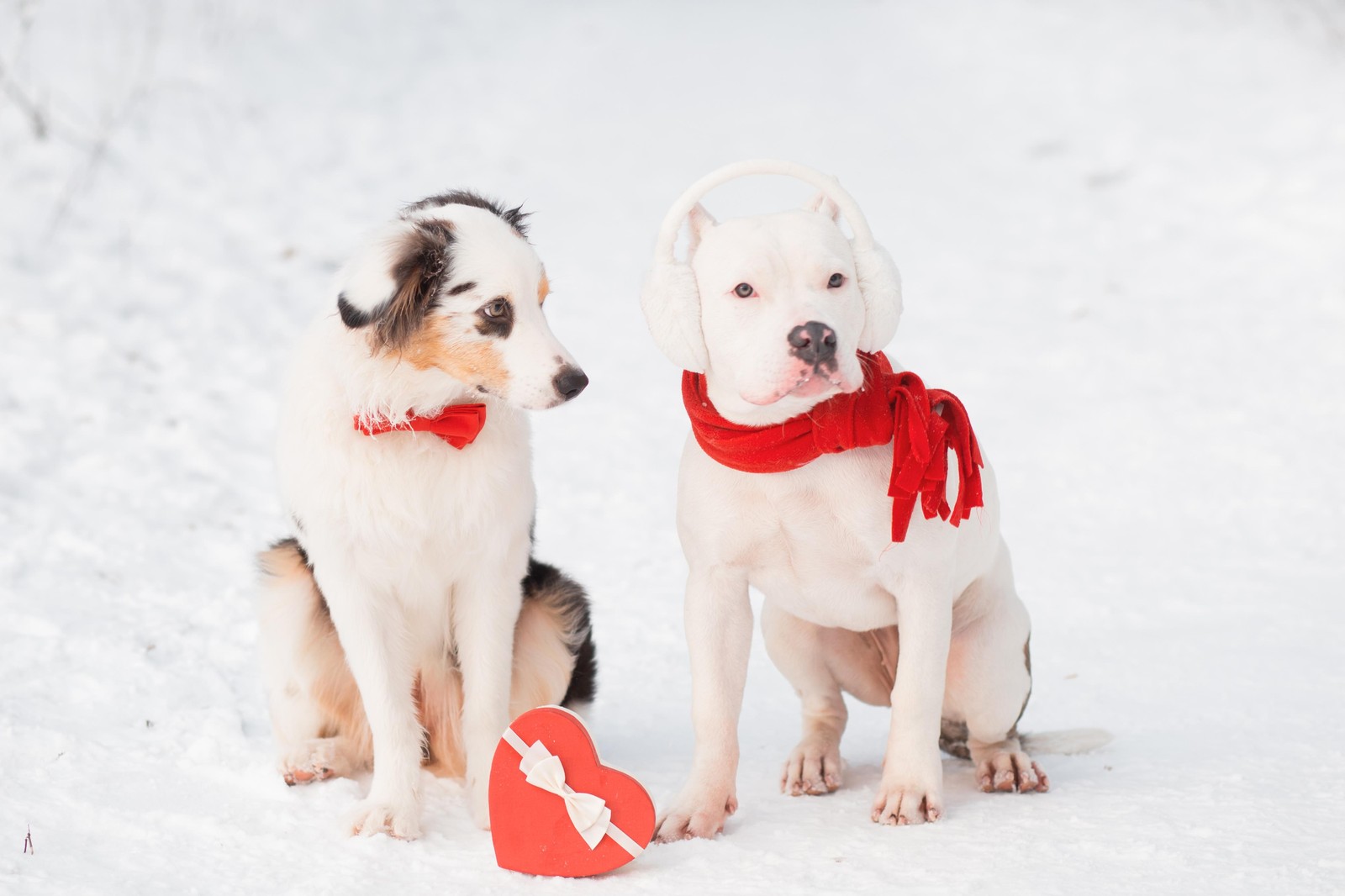 Adorable Dogs Winter Snuggle Wall Art