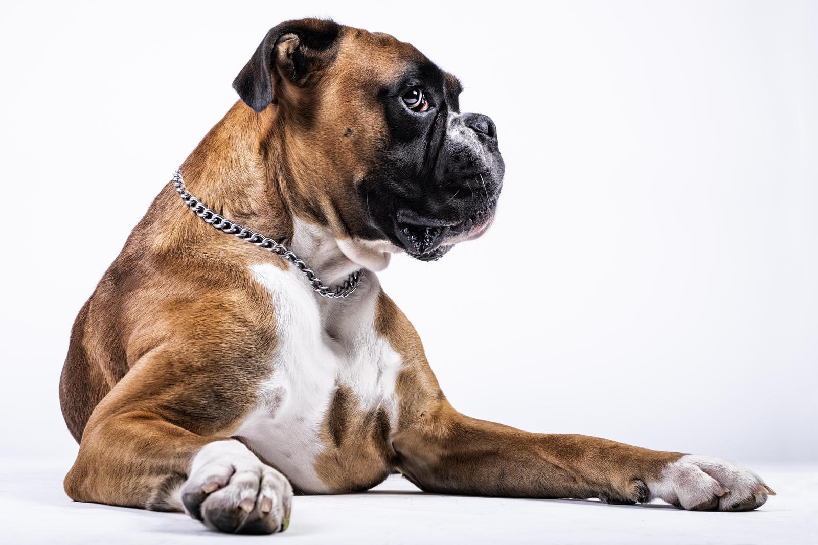 Majestic Boxer Dog Portrait Wall Art | Pet Art