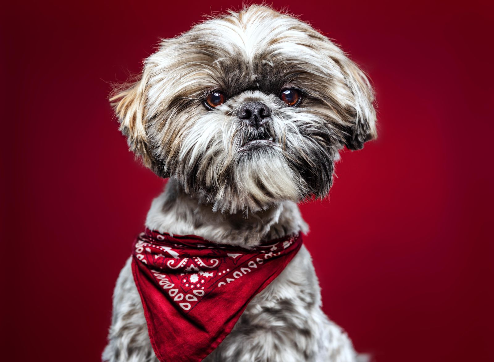Adorable Shih Tzu Bandana Portrait Wall Art