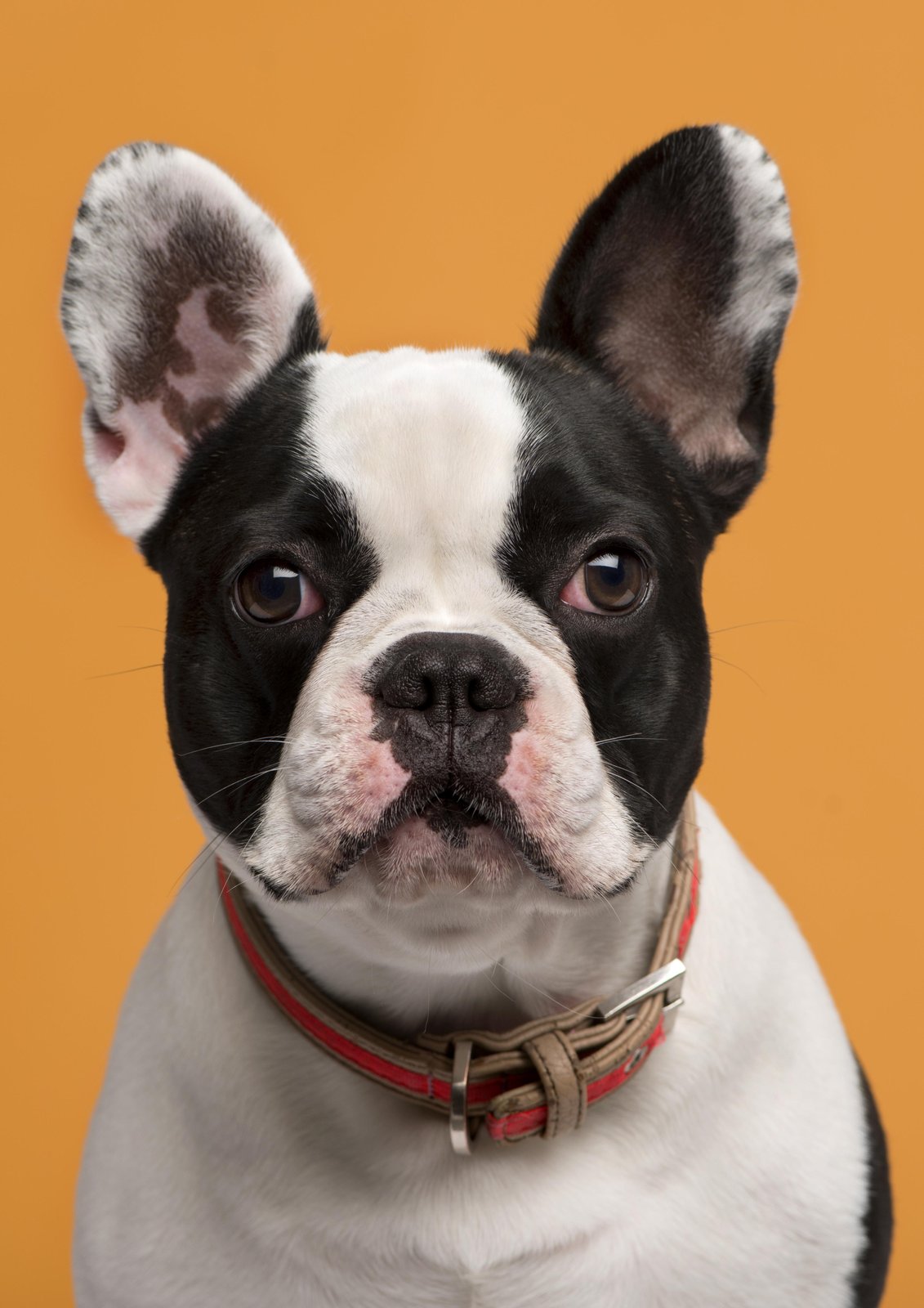 Charming French Bulldog Portrait Wall Art