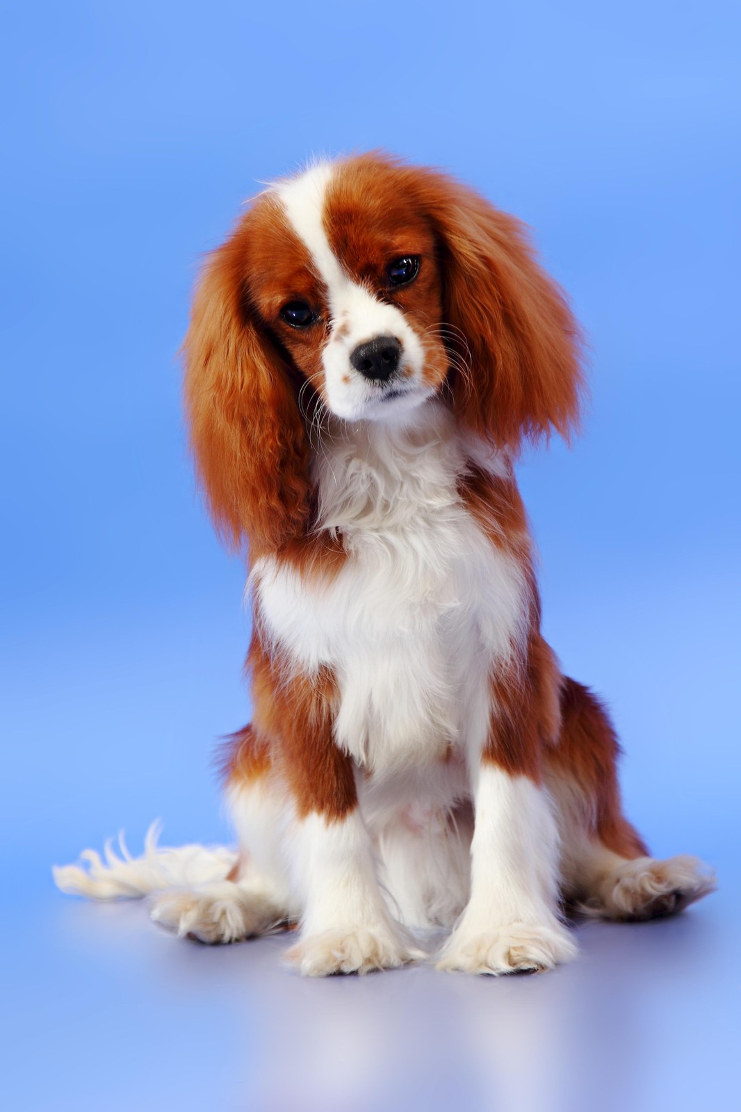 Adorable Cavalier King Charles Spaniel Wall Art