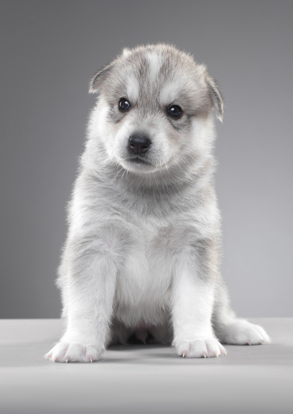 Adorable Husky Puppy Portrait Wall Art