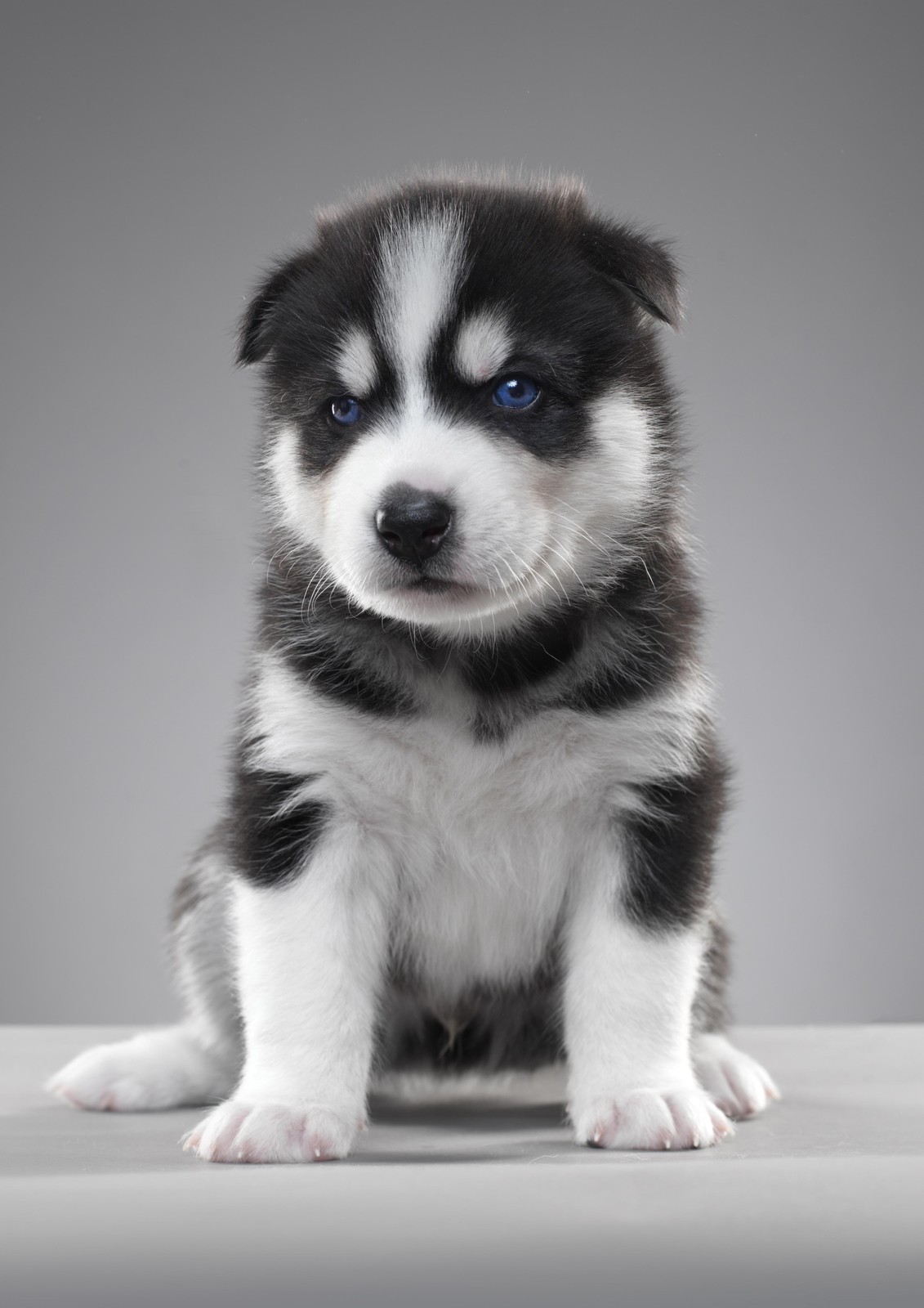Adorable Husky Puppy Blue Eyes Wall Art