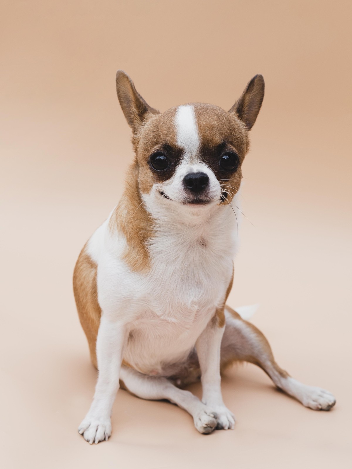 Charming Chihuahua Portrait Wall Art