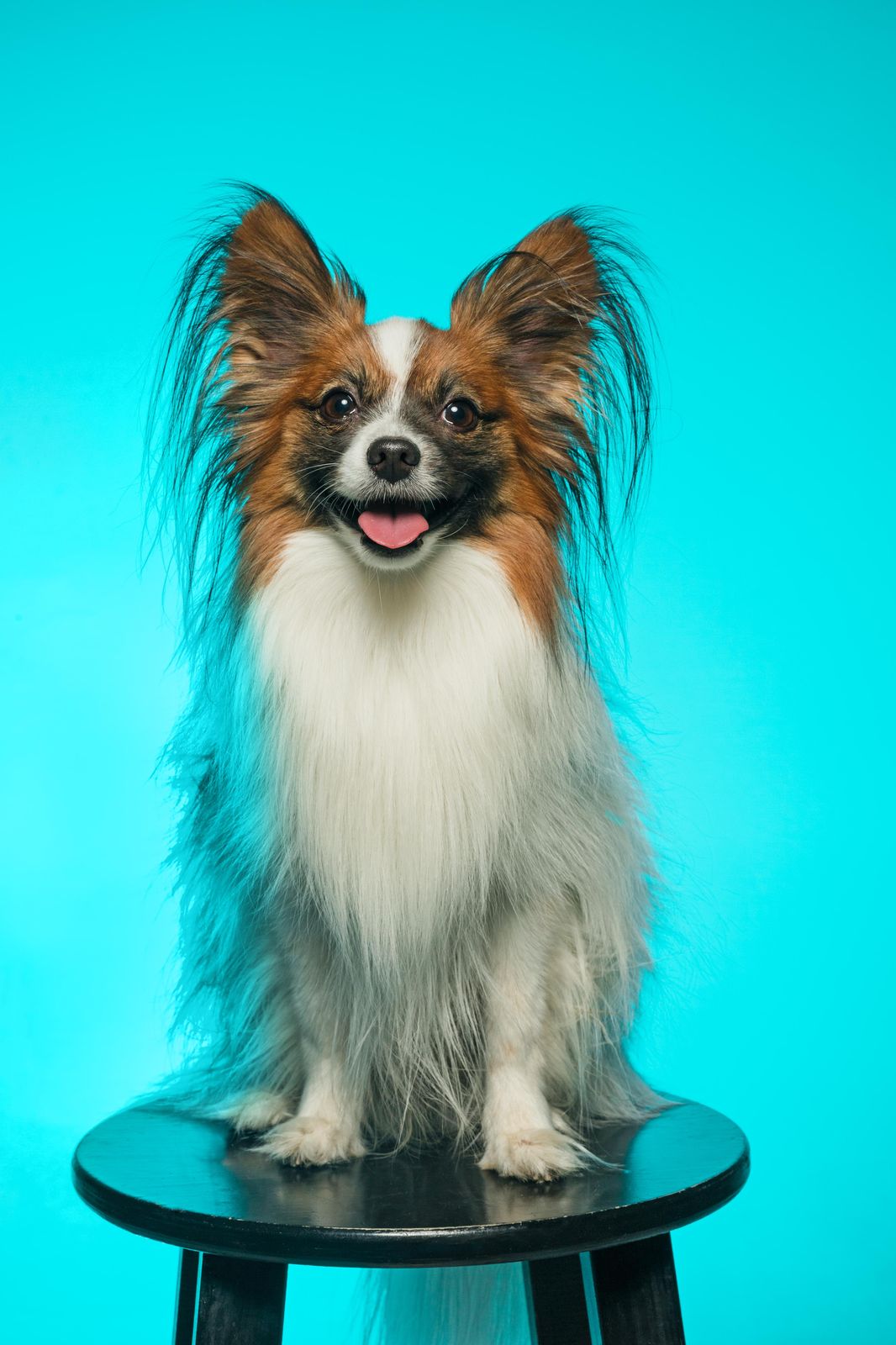 Happy Papillon Dog Portrait Wall Art
