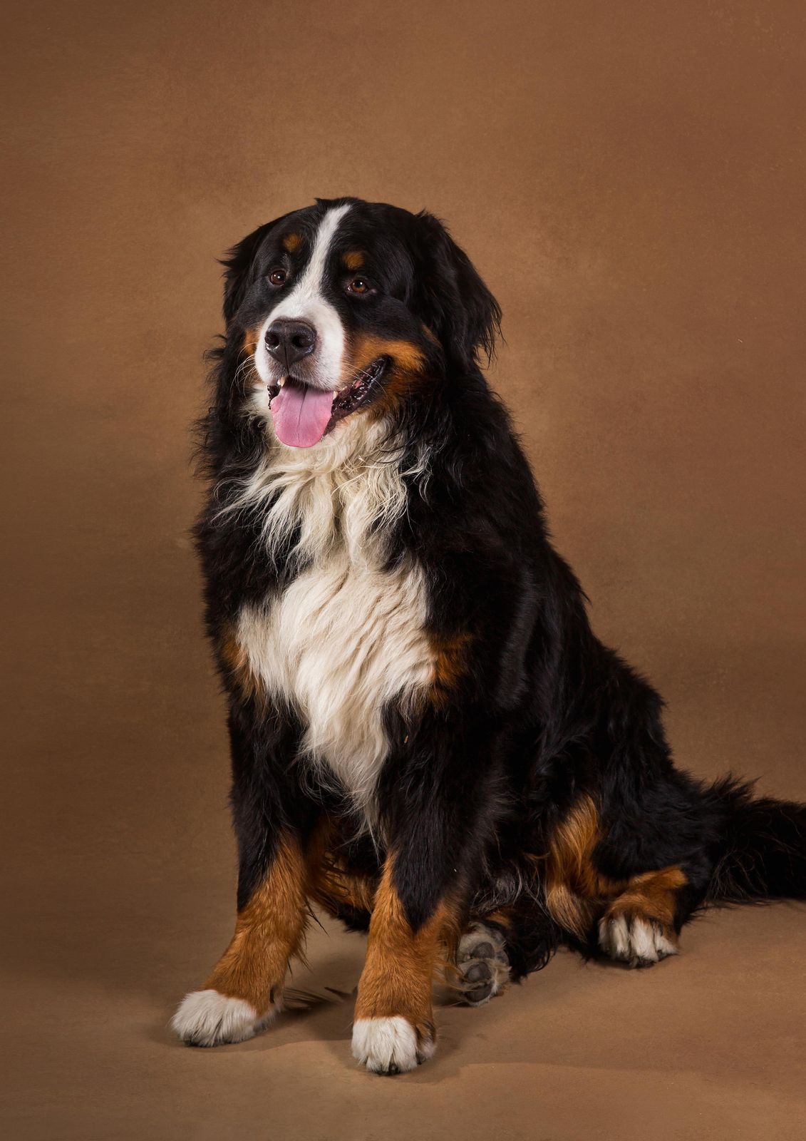 Bernese Mountain Dog Portrait Wall Art