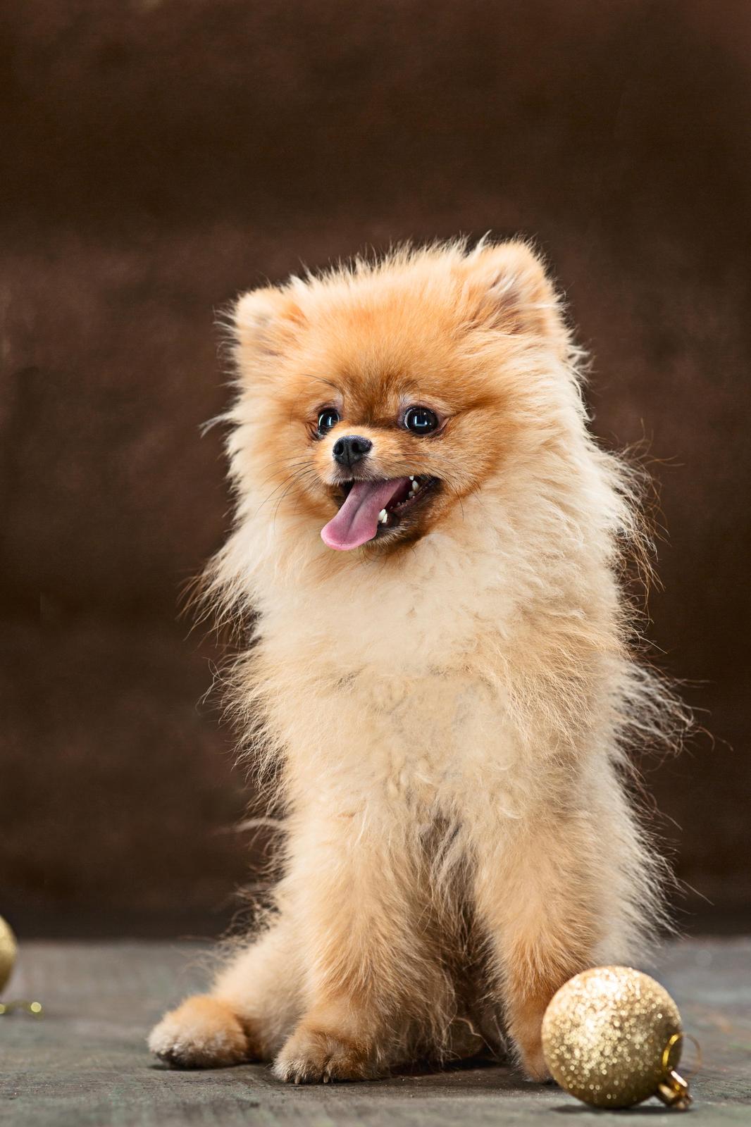 Adorable Pomeranian Fluff Wall Art