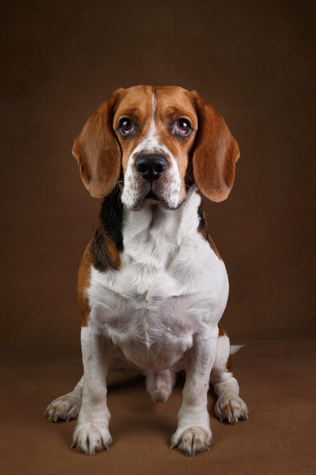 Loyal Beagle Portrait Wall Art