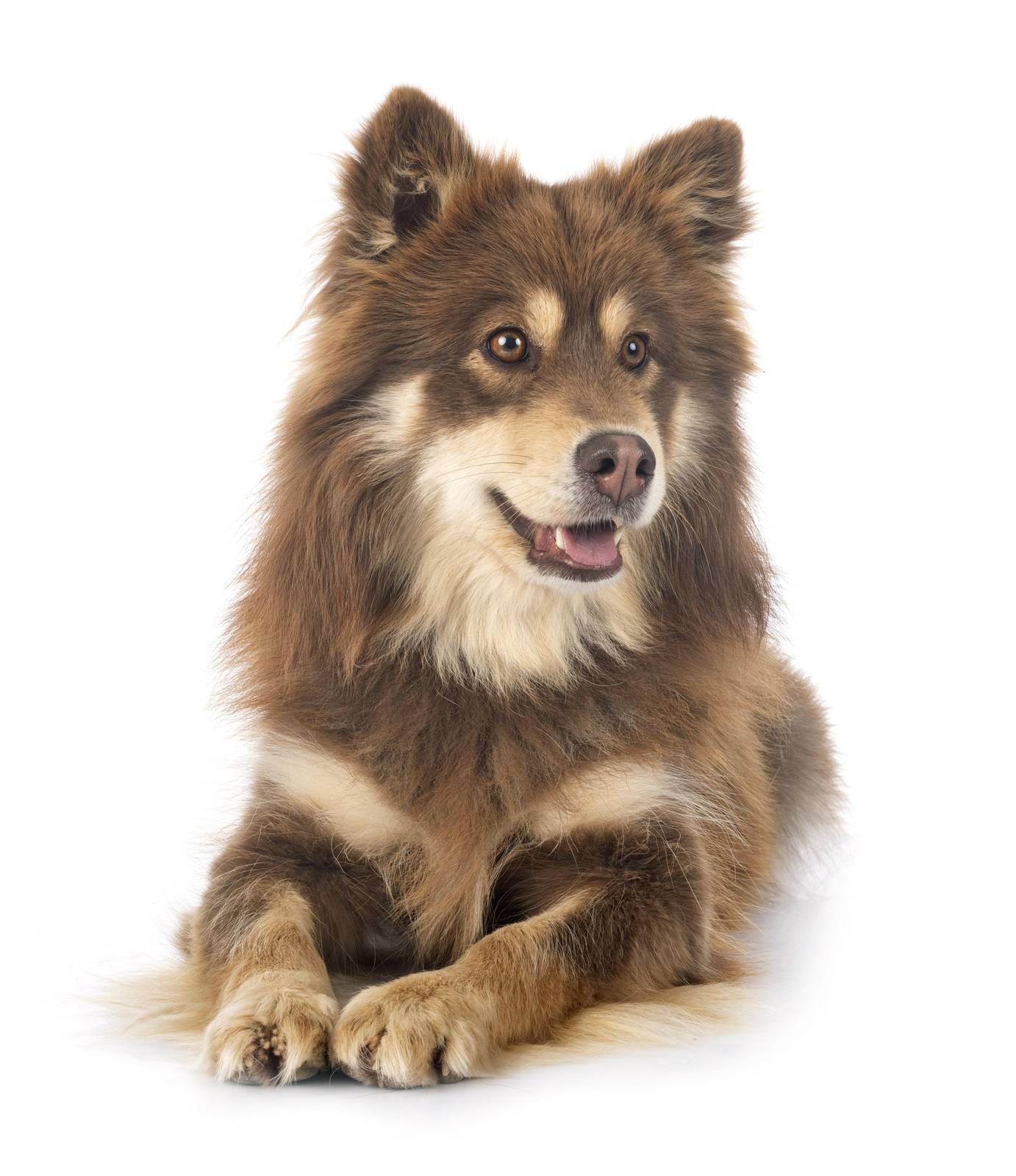 Majestic Brown Finnish Lapphund Wall Art