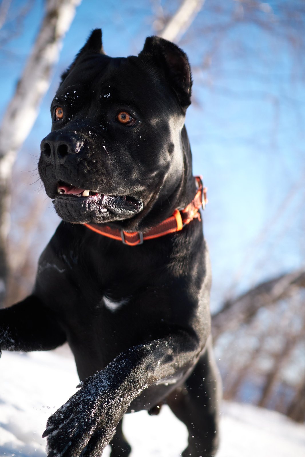 Majestic Black Cane Corso Snow Day Wall Art