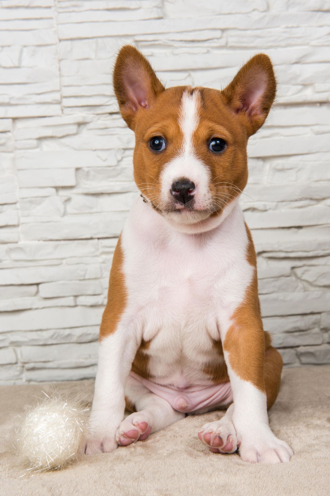 Adorable Basenji Puppy Portrait Wall Art