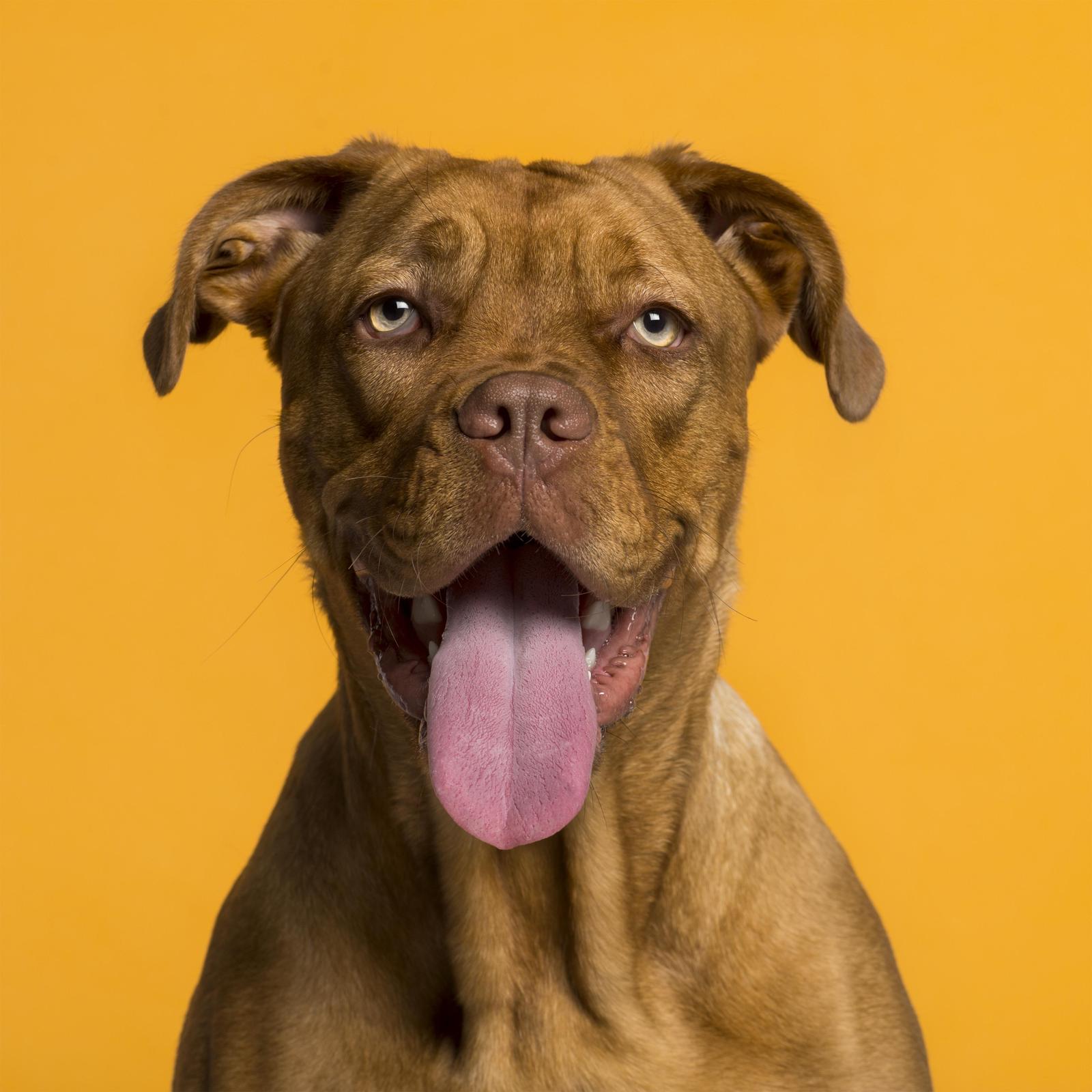 Happy Dog Portrait Wall Art