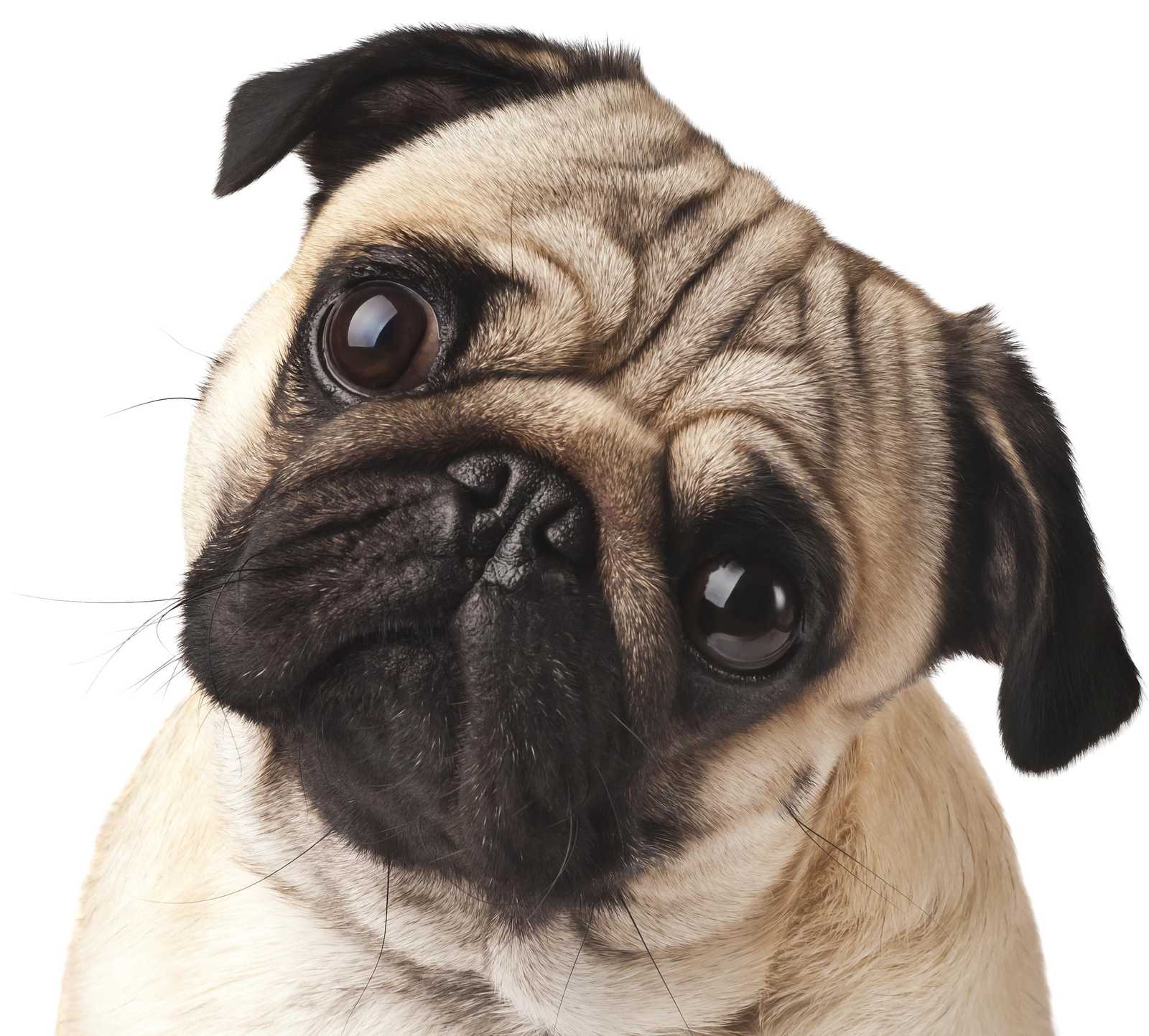 Adorabull Pug Face Close-Up Wall Art