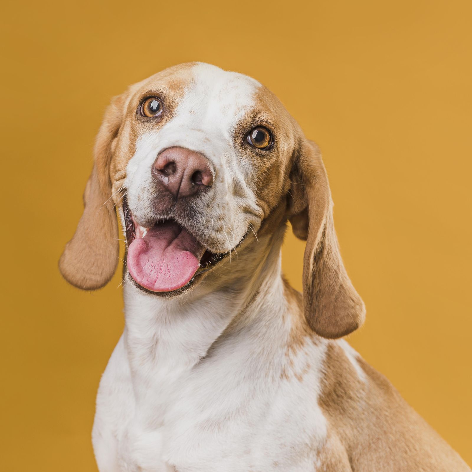 Happy Beagle Dog Portrait Wall Art