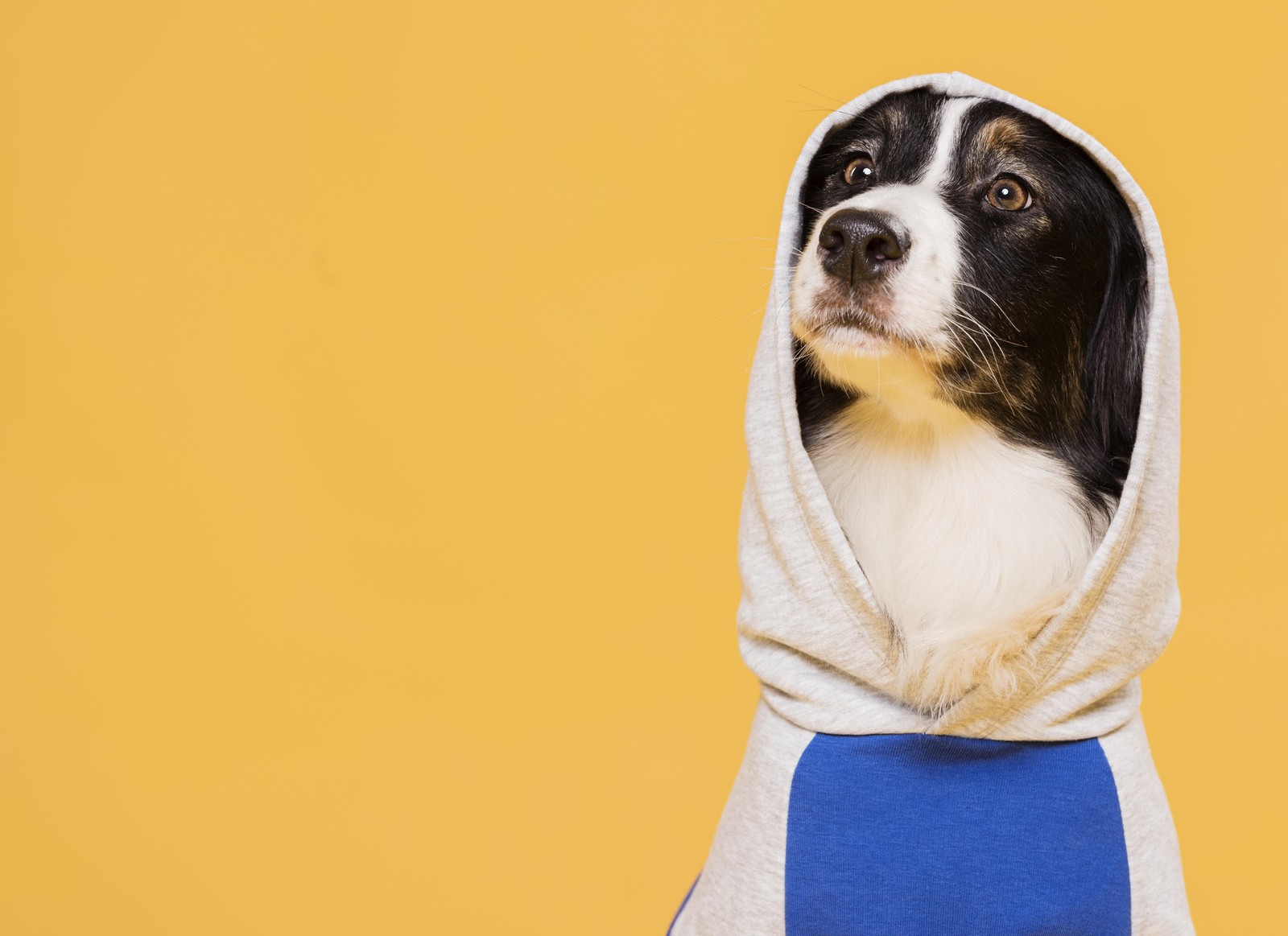 Adorable Dog in Hoodie Wall Art