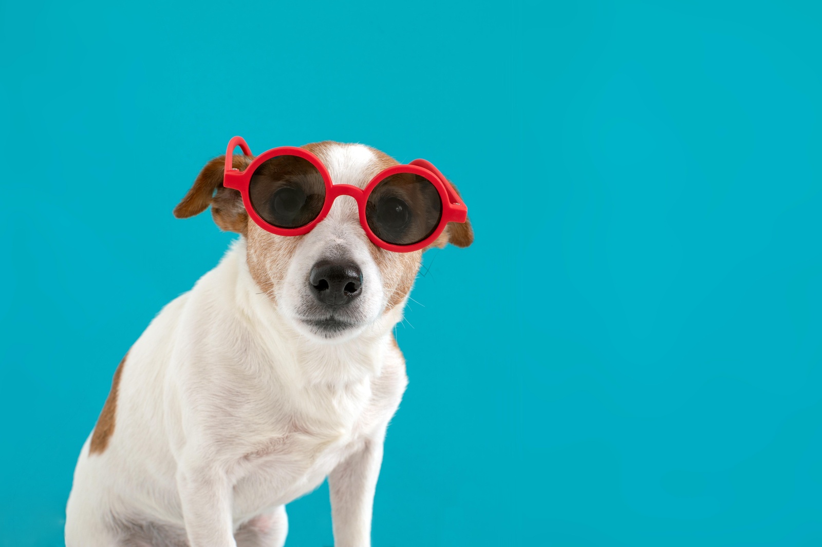 Cool Dog with Red Sunglasses Wall Art