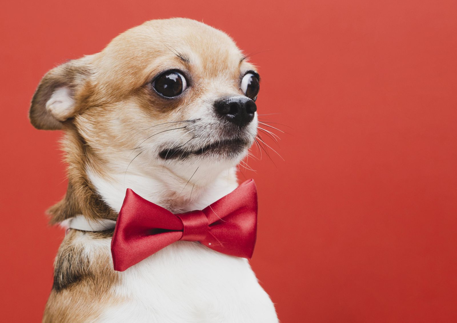 Charming Chihuahua Bowtie Portrait Wall Art