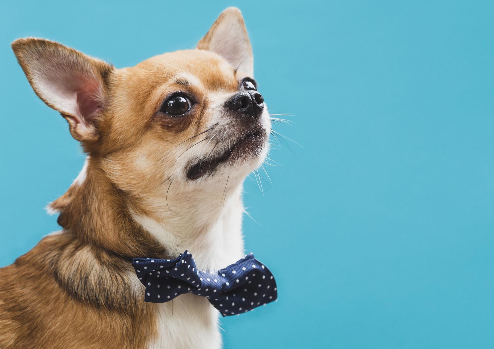 Charming Chihuahua in Bowtie Wall Art