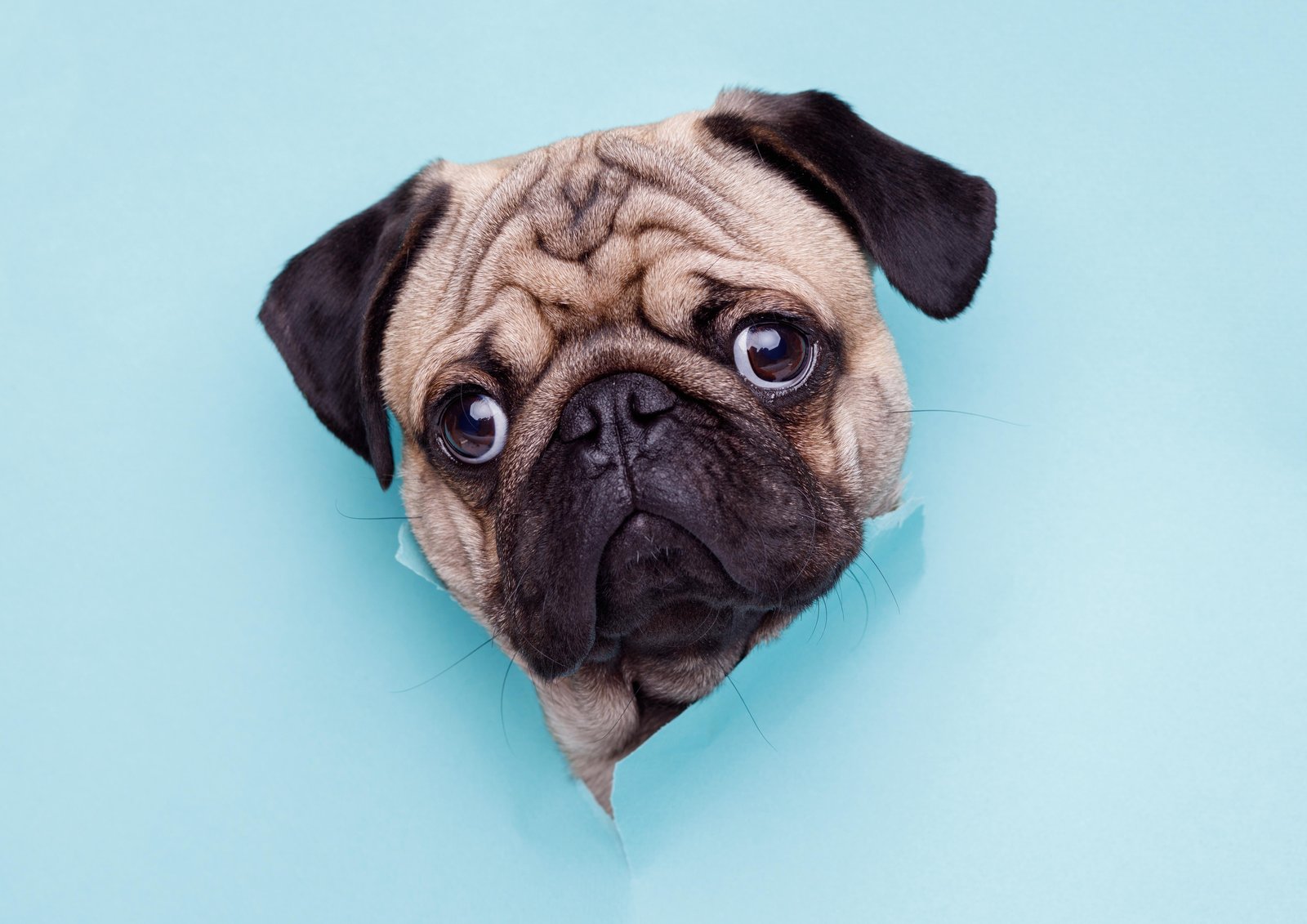 Adorable Pug Peeking Through Wall Art