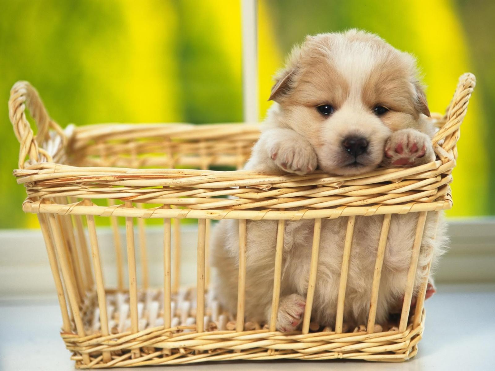 Adorable Fluffy Puppy in Basket Wall Art