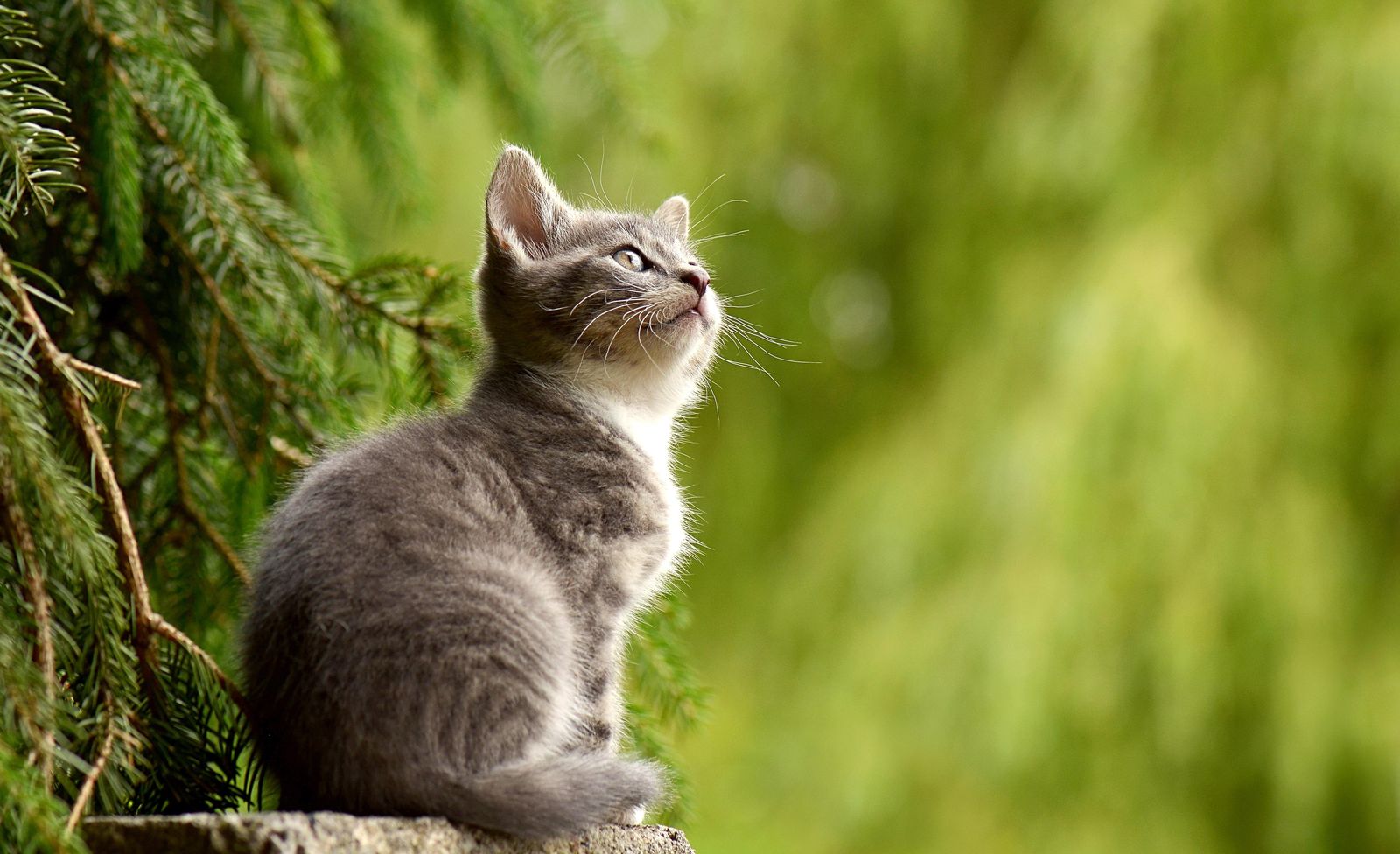 Curious Grey Kitten Nature Wall Art